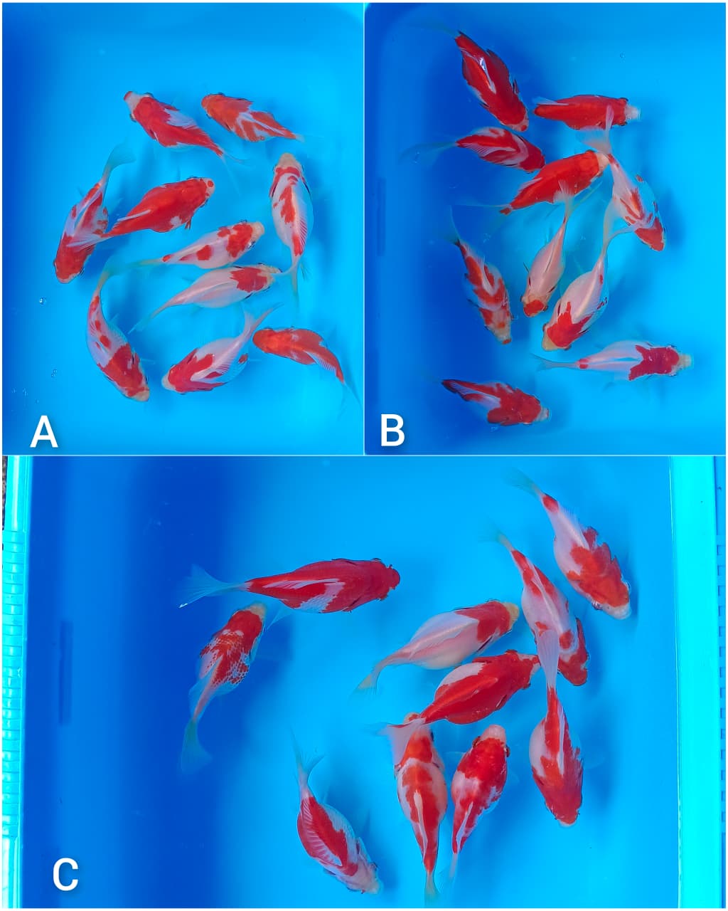 Lelang Koi Online, Jual Beli Ikan Koi, Pasar Koi Terbaik, Agen Lelang Koi, Penawaran Koi Berkualitas, Harga Jual Koi, Lelang Ikan Koi Import, Beli Koi Online, Jual Koi Murah, Koi Showroom, Penjual Koi Terpercaya, Lelang Koi Jakarta, Jual Koi Lokal, Koi Kualitas Unggul, Harga Terbaik Koi, Jual Koi Indukan, Lelang Ikan Hias Koi, Pasar Koi Indonesia, Beli Koi Berkualitas Tinggi, Koi Farm Terbesar, Jual Beli Koi Impor, Lelang Ikan Koi Kualitas Premium, Daftar Harga Koi Terbaru, Pusat Jual Beli Koi, Info Lelang Koi Hari Ini.