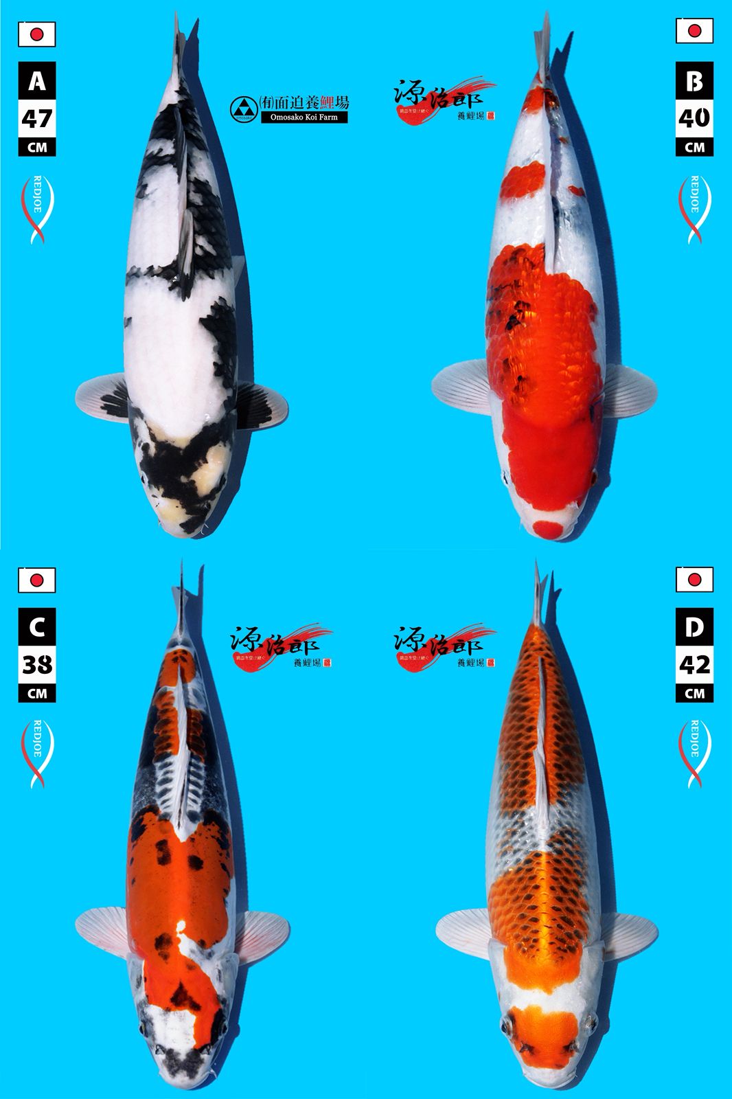 Lelang Koi Online, Jual Beli Ikan Koi, Pasar Koi Terbaik, Agen Lelang Koi, Penawaran Koi Berkualitas, Harga Jual Koi, Lelang Ikan Koi Import, Beli Koi Online, Jual Koi Murah, Koi Showroom, Penjual Koi Terpercaya, Lelang Koi Jakarta, Jual Koi Lokal, Koi Kualitas Unggul, Harga Terbaik Koi, Jual Koi Indukan, Lelang Ikan Hias Koi, Pasar Koi Indonesia, Beli Koi Berkualitas Tinggi, Koi Farm Terbesar, Jual Beli Koi Impor, Lelang Ikan Koi Kualitas Premium, Daftar Harga Koi Terbaru, Pusat Jual Beli Koi, Info Lelang Koi Hari Ini.