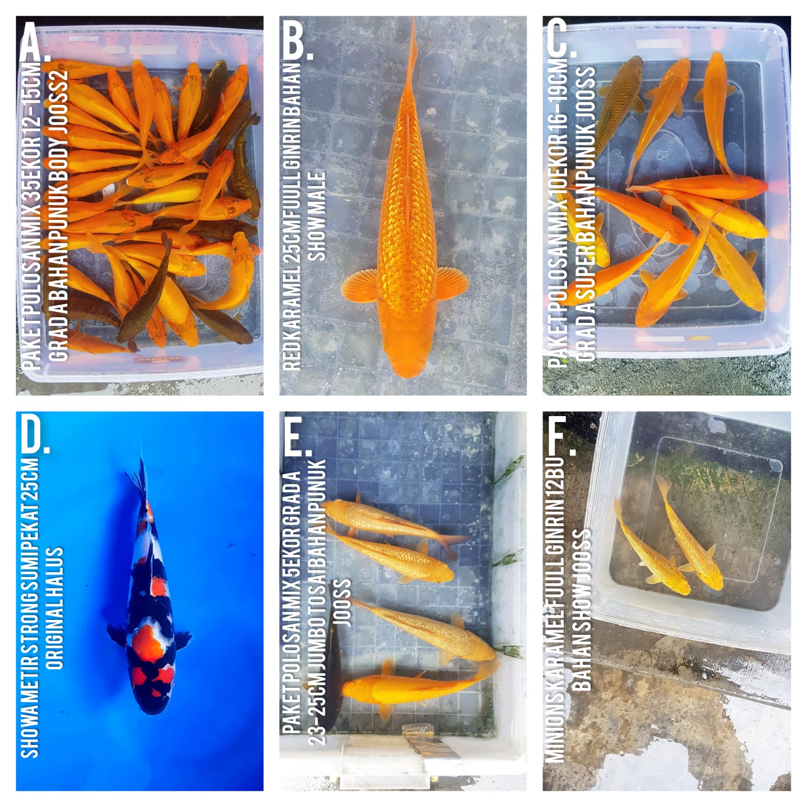 Lelang Koi Online, Jual Beli Ikan Koi, Pasar Koi Terbaik, Agen Lelang Koi, Penawaran Koi Berkualitas, Harga Jual Koi, Lelang Ikan Koi Import, Beli Koi Online, Jual Koi Murah, Koi Showroom, Penjual Koi Terpercaya, Lelang Koi Jakarta, Jual Koi Lokal, Koi Kualitas Unggul, Harga Terbaik Koi, Jual Koi Indukan, Lelang Ikan Hias Koi, Pasar Koi Indonesia, Beli Koi Berkualitas Tinggi, Koi Farm Terbesar, Jual Beli Koi Impor, Lelang Ikan Koi Kualitas Premium, Daftar Harga Koi Terbaru, Pusat Jual Beli Koi, Info Lelang Koi Hari Ini.