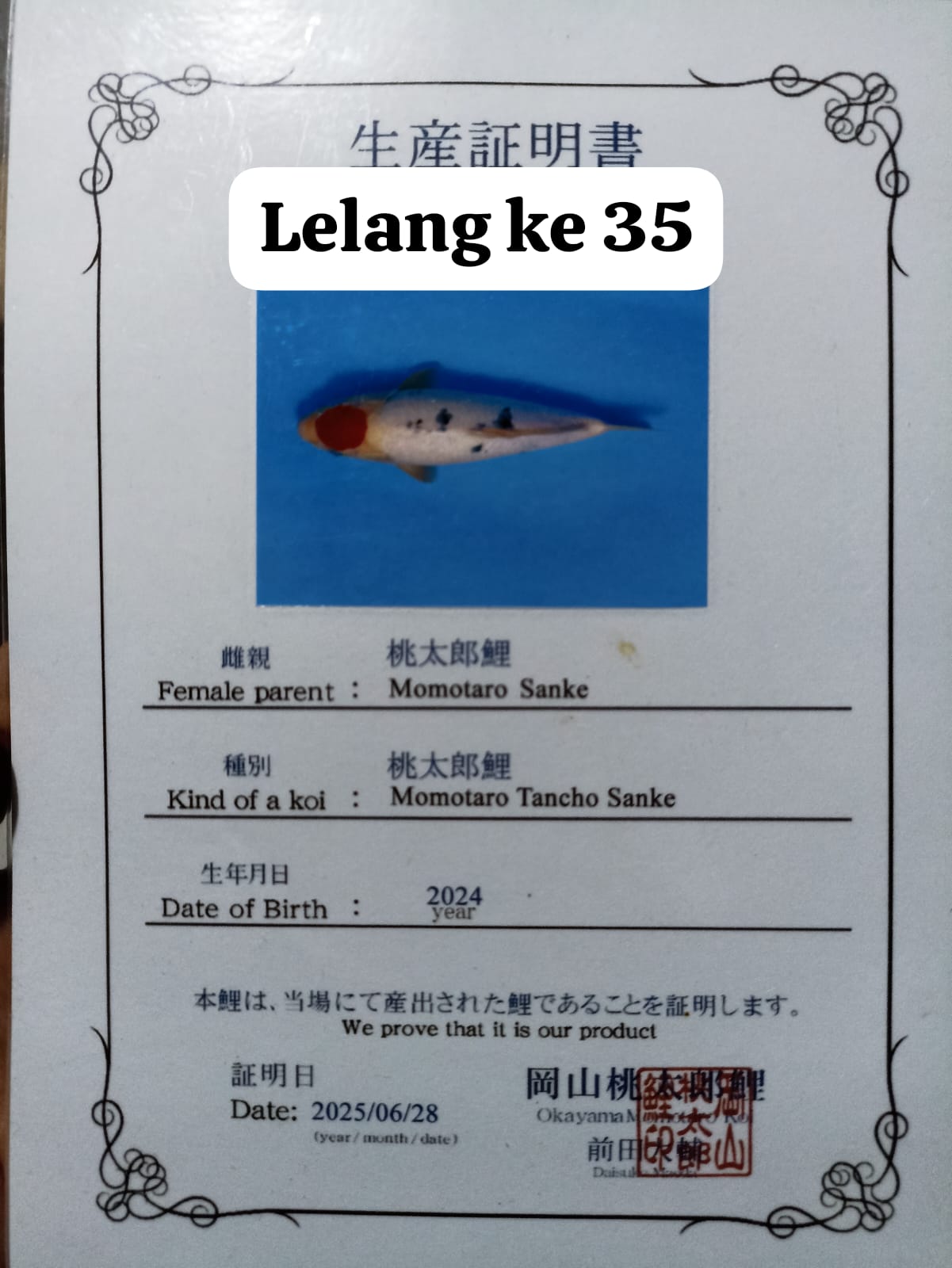 Lelang Koi Online, Jual Beli Ikan Koi, Pasar Koi Terbaik, Agen Lelang Koi, Penawaran Koi Berkualitas, Harga Jual Koi, Lelang Ikan Koi Import, Beli Koi Online, Jual Koi Murah, Koi Showroom, Penjual Koi Terpercaya, Lelang Koi Jakarta, Jual Koi Lokal, Koi Kualitas Unggul, Harga Terbaik Koi, Jual Koi Indukan, Lelang Ikan Hias Koi, Pasar Koi Indonesia, Beli Koi Berkualitas Tinggi, Koi Farm Terbesar, Jual Beli Koi Impor, Lelang Ikan Koi Kualitas Premium, Daftar Harga Koi Terbaru, Pusat Jual Beli Koi, Info Lelang Koi Hari Ini.