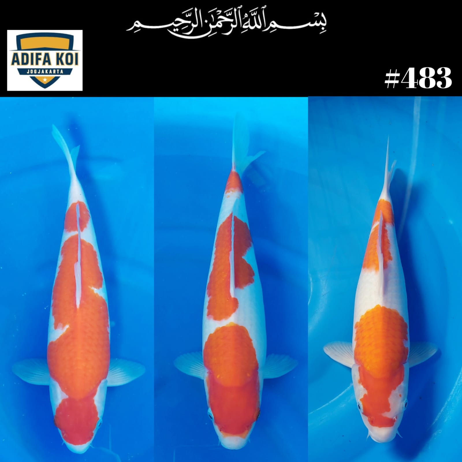 Lelang Koi Online, Jual Beli Ikan Koi, Pasar Koi Terbaik, Agen Lelang Koi, Penawaran Koi Berkualitas, Harga Jual Koi, Lelang Ikan Koi Import, Beli Koi Online, Jual Koi Murah, Koi Showroom, Penjual Koi Terpercaya, Lelang Koi Jakarta, Jual Koi Lokal, Koi Kualitas Unggul, Harga Terbaik Koi, Jual Koi Indukan, Lelang Ikan Hias Koi, Pasar Koi Indonesia, Beli Koi Berkualitas Tinggi, Koi Farm Terbesar, Jual Beli Koi Impor, Lelang Ikan Koi Kualitas Premium, Daftar Harga Koi Terbaru, Pusat Jual Beli Koi, Info Lelang Koi Hari Ini.