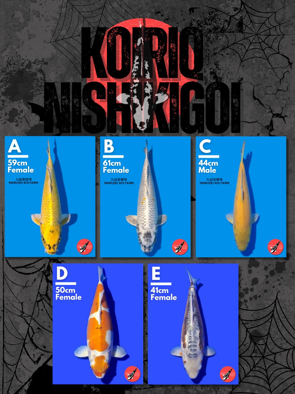 Lelang Koi Online, Jual Beli Ikan Koi, Pasar Koi Terbaik, Agen Lelang Koi, Penawaran Koi Berkualitas, Harga Jual Koi, Lelang Ikan Koi Import, Beli Koi Online, Jual Koi Murah, Koi Showroom, Penjual Koi Terpercaya, Lelang Koi Jakarta, Jual Koi Lokal, Koi Kualitas Unggul, Harga Terbaik Koi, Jual Koi Indukan, Lelang Ikan Hias Koi, Pasar Koi Indonesia, Beli Koi Berkualitas Tinggi, Koi Farm Terbesar, Jual Beli Koi Impor, Lelang Ikan Koi Kualitas Premium, Daftar Harga Koi Terbaru, Pusat Jual Beli Koi, Info Lelang Koi Hari Ini.