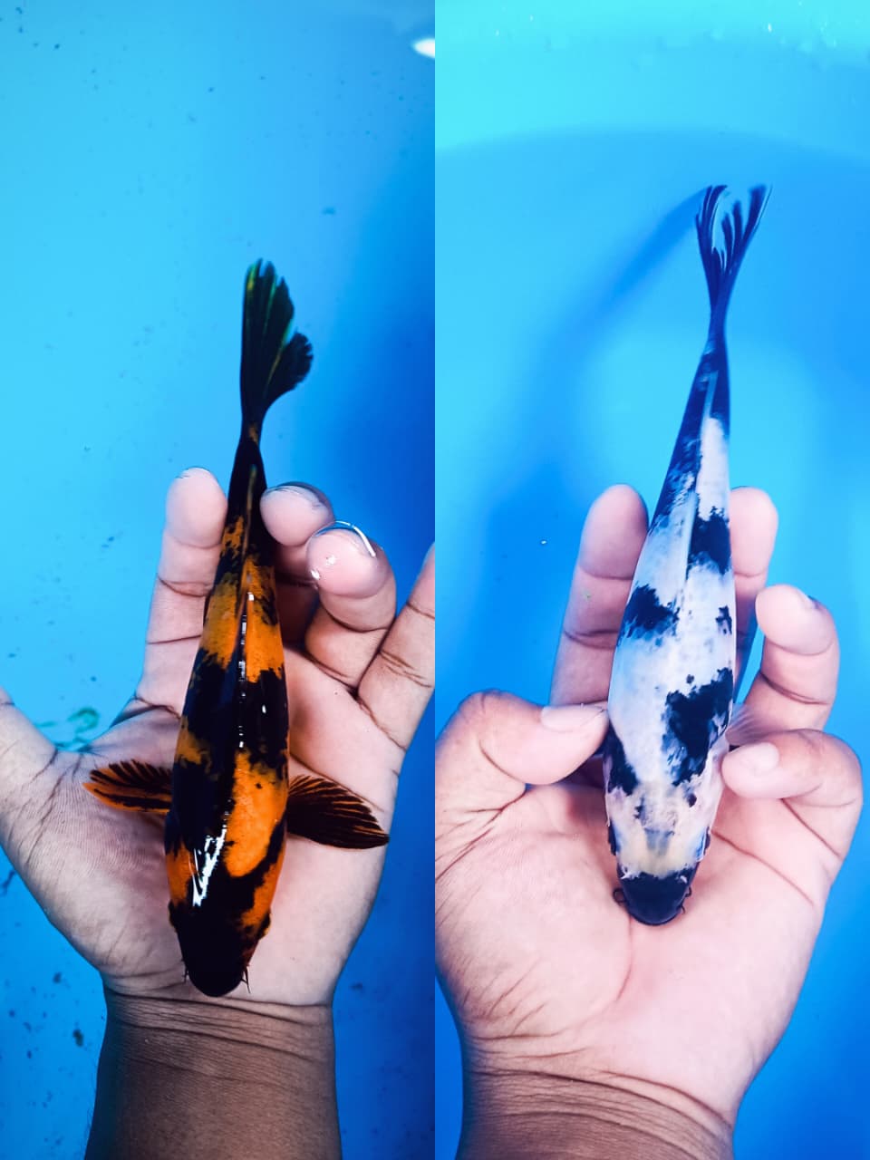 Lelang Koi Online, Jual Beli Ikan Koi, Pasar Koi Terbaik, Agen Lelang Koi, Penawaran Koi Berkualitas, Harga Jual Koi, Lelang Ikan Koi Import, Beli Koi Online, Jual Koi Murah, Koi Showroom, Penjual Koi Terpercaya, Lelang Koi Jakarta, Jual Koi Lokal, Koi Kualitas Unggul, Harga Terbaik Koi, Jual Koi Indukan, Lelang Ikan Hias Koi, Pasar Koi Indonesia, Beli Koi Berkualitas Tinggi, Koi Farm Terbesar, Jual Beli Koi Impor, Lelang Ikan Koi Kualitas Premium, Daftar Harga Koi Terbaru, Pusat Jual Beli Koi, Info Lelang Koi Hari Ini.