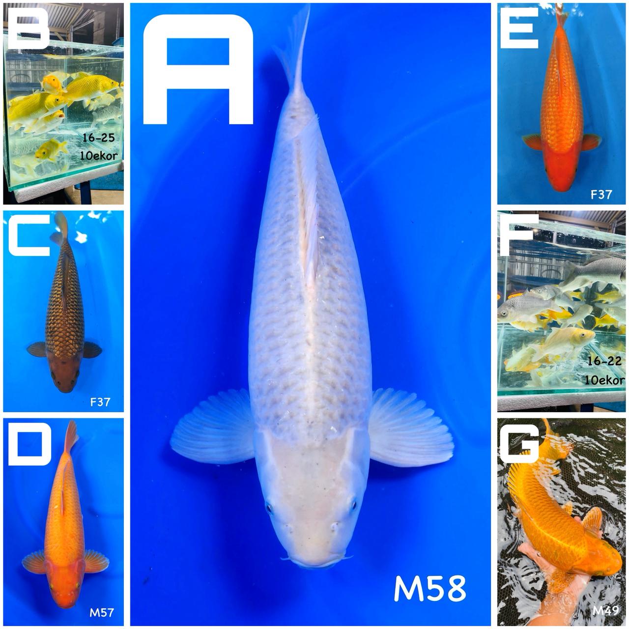 Lelang Koi Online, Jual Beli Ikan Koi, Pasar Koi Terbaik, Agen Lelang Koi, Penawaran Koi Berkualitas, Harga Jual Koi, Lelang Ikan Koi Import, Beli Koi Online, Jual Koi Murah, Koi Showroom, Penjual Koi Terpercaya, Lelang Koi Jakarta, Jual Koi Lokal, Koi Kualitas Unggul, Harga Terbaik Koi, Jual Koi Indukan, Lelang Ikan Hias Koi, Pasar Koi Indonesia, Beli Koi Berkualitas Tinggi, Koi Farm Terbesar, Jual Beli Koi Impor, Lelang Ikan Koi Kualitas Premium, Daftar Harga Koi Terbaru, Pusat Jual Beli Koi, Info Lelang Koi Hari Ini.