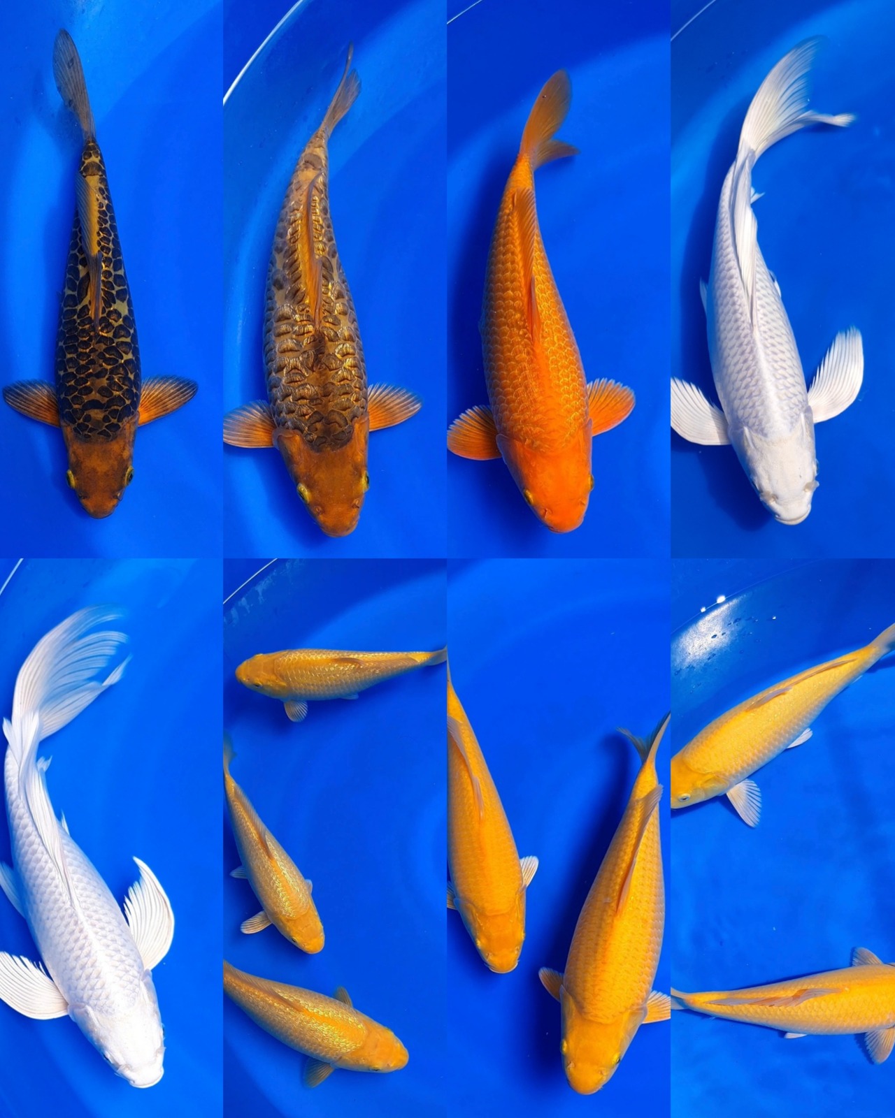 Lelang Koi Online, Jual Beli Ikan Koi, Pasar Koi Terbaik, Agen Lelang Koi, Penawaran Koi Berkualitas, Harga Jual Koi, Lelang Ikan Koi Import, Beli Koi Online, Jual Koi Murah, Koi Showroom, Penjual Koi Terpercaya, Lelang Koi Jakarta, Jual Koi Lokal, Koi Kualitas Unggul, Harga Terbaik Koi, Jual Koi Indukan, Lelang Ikan Hias Koi, Pasar Koi Indonesia, Beli Koi Berkualitas Tinggi, Koi Farm Terbesar, Jual Beli Koi Impor, Lelang Ikan Koi Kualitas Premium, Daftar Harga Koi Terbaru, Pusat Jual Beli Koi, Info Lelang Koi Hari Ini.
