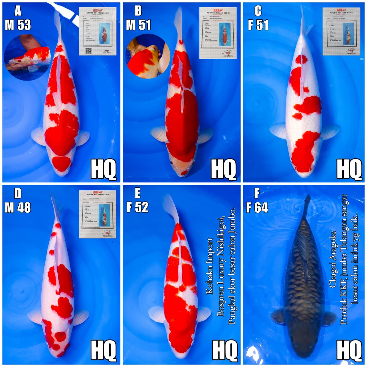 Lelang Koi Online, Jual Beli Ikan Koi, Pasar Koi Terbaik, Agen Lelang Koi, Penawaran Koi Berkualitas, Harga Jual Koi, Lelang Ikan Koi Import, Beli Koi Online, Jual Koi Murah, Koi Showroom, Penjual Koi Terpercaya, Lelang Koi Jakarta, Jual Koi Lokal, Koi Kualitas Unggul, Harga Terbaik Koi, Jual Koi Indukan, Lelang Ikan Hias Koi, Pasar Koi Indonesia, Beli Koi Berkualitas Tinggi, Koi Farm Terbesar, Jual Beli Koi Impor, Lelang Ikan Koi Kualitas Premium, Daftar Harga Koi Terbaru, Pusat Jual Beli Koi, Info Lelang Koi Hari Ini.