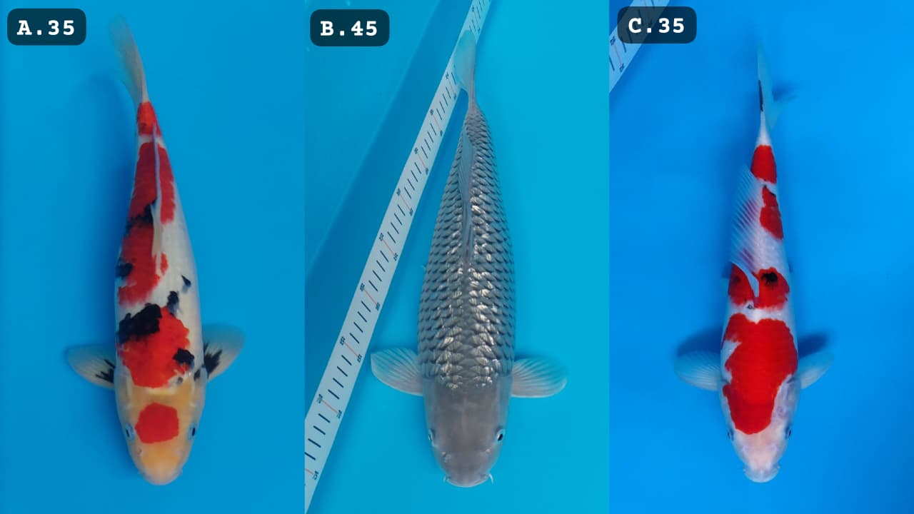 Lelang Koi Online, Jual Beli Ikan Koi, Pasar Koi Terbaik, Agen Lelang Koi, Penawaran Koi Berkualitas, Harga Jual Koi, Lelang Ikan Koi Import, Beli Koi Online, Jual Koi Murah, Koi Showroom, Penjual Koi Terpercaya, Lelang Koi Jakarta, Jual Koi Lokal, Koi Kualitas Unggul, Harga Terbaik Koi, Jual Koi Indukan, Lelang Ikan Hias Koi, Pasar Koi Indonesia, Beli Koi Berkualitas Tinggi, Koi Farm Terbesar, Jual Beli Koi Impor, Lelang Ikan Koi Kualitas Premium, Daftar Harga Koi Terbaru, Pusat Jual Beli Koi, Info Lelang Koi Hari Ini.