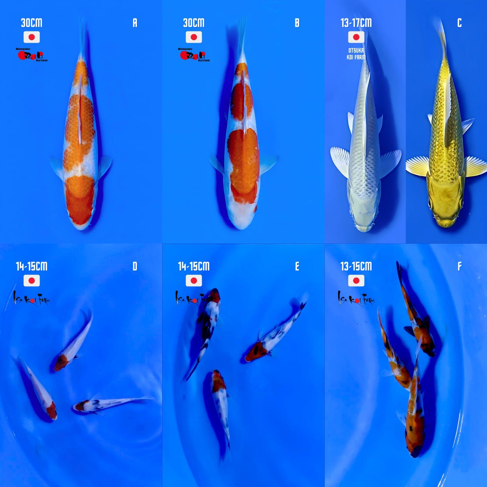 Lelang Koi Online, Jual Beli Ikan Koi, Pasar Koi Terbaik, Agen Lelang Koi, Penawaran Koi Berkualitas, Harga Jual Koi, Lelang Ikan Koi Import, Beli Koi Online, Jual Koi Murah, Koi Showroom, Penjual Koi Terpercaya, Lelang Koi Jakarta, Jual Koi Lokal, Koi Kualitas Unggul, Harga Terbaik Koi, Jual Koi Indukan, Lelang Ikan Hias Koi, Pasar Koi Indonesia, Beli Koi Berkualitas Tinggi, Koi Farm Terbesar, Jual Beli Koi Impor, Lelang Ikan Koi Kualitas Premium, Daftar Harga Koi Terbaru, Pusat Jual Beli Koi, Info Lelang Koi Hari Ini.