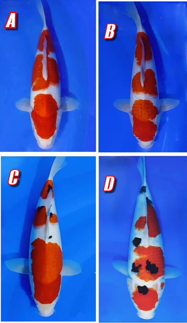 Lelang Koi Online, Jual Beli Ikan Koi, Pasar Koi Terbaik, Agen Lelang Koi, Penawaran Koi Berkualitas, Harga Jual Koi, Lelang Ikan Koi Import, Beli Koi Online, Jual Koi Murah, Koi Showroom, Penjual Koi Terpercaya, Lelang Koi Jakarta, Jual Koi Lokal, Koi Kualitas Unggul, Harga Terbaik Koi, Jual Koi Indukan, Lelang Ikan Hias Koi, Pasar Koi Indonesia, Beli Koi Berkualitas Tinggi, Koi Farm Terbesar, Jual Beli Koi Impor, Lelang Ikan Koi Kualitas Premium, Daftar Harga Koi Terbaru, Pusat Jual Beli Koi, Info Lelang Koi Hari Ini.