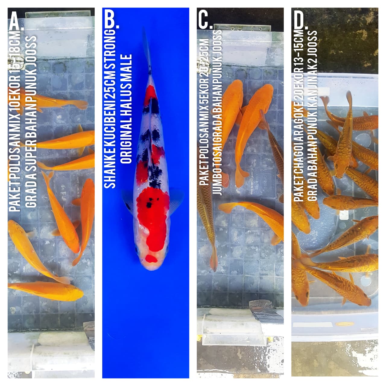 Lelang Koi Online, Jual Beli Ikan Koi, Pasar Koi Terbaik, Agen Lelang Koi, Penawaran Koi Berkualitas, Harga Jual Koi, Lelang Ikan Koi Import, Beli Koi Online, Jual Koi Murah, Koi Showroom, Penjual Koi Terpercaya, Lelang Koi Jakarta, Jual Koi Lokal, Koi Kualitas Unggul, Harga Terbaik Koi, Jual Koi Indukan, Lelang Ikan Hias Koi, Pasar Koi Indonesia, Beli Koi Berkualitas Tinggi, Koi Farm Terbesar, Jual Beli Koi Impor, Lelang Ikan Koi Kualitas Premium, Daftar Harga Koi Terbaru, Pusat Jual Beli Koi, Info Lelang Koi Hari Ini.