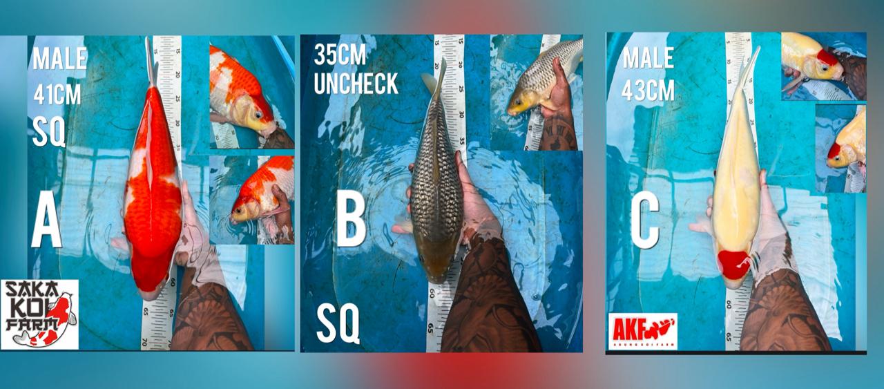 Lelang Koi Online, Jual Beli Ikan Koi, Pasar Koi Terbaik, Agen Lelang Koi, Penawaran Koi Berkualitas, Harga Jual Koi, Lelang Ikan Koi Import, Beli Koi Online, Jual Koi Murah, Koi Showroom, Penjual Koi Terpercaya, Lelang Koi Jakarta, Jual Koi Lokal, Koi Kualitas Unggul, Harga Terbaik Koi, Jual Koi Indukan, Lelang Ikan Hias Koi, Pasar Koi Indonesia, Beli Koi Berkualitas Tinggi, Koi Farm Terbesar, Jual Beli Koi Impor, Lelang Ikan Koi Kualitas Premium, Daftar Harga Koi Terbaru, Pusat Jual Beli Koi, Info Lelang Koi Hari Ini.