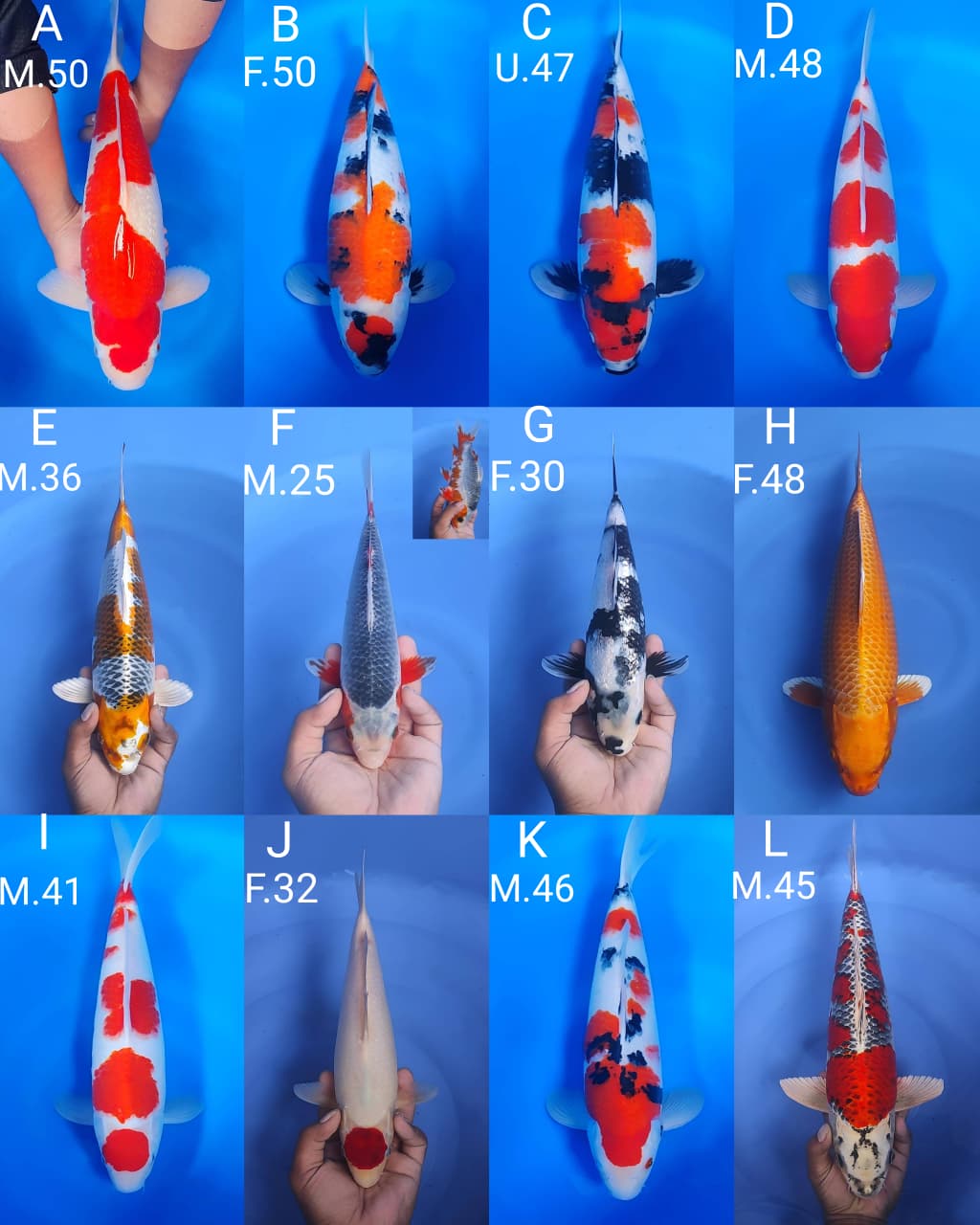 Lelang Koi Online, Jual Beli Ikan Koi, Pasar Koi Terbaik, Agen Lelang Koi, Penawaran Koi Berkualitas, Harga Jual Koi, Lelang Ikan Koi Import, Beli Koi Online, Jual Koi Murah, Koi Showroom, Penjual Koi Terpercaya, Lelang Koi Jakarta, Jual Koi Lokal, Koi Kualitas Unggul, Harga Terbaik Koi, Jual Koi Indukan, Lelang Ikan Hias Koi, Pasar Koi Indonesia, Beli Koi Berkualitas Tinggi, Koi Farm Terbesar, Jual Beli Koi Impor, Lelang Ikan Koi Kualitas Premium, Daftar Harga Koi Terbaru, Pusat Jual Beli Koi, Info Lelang Koi Hari Ini.
