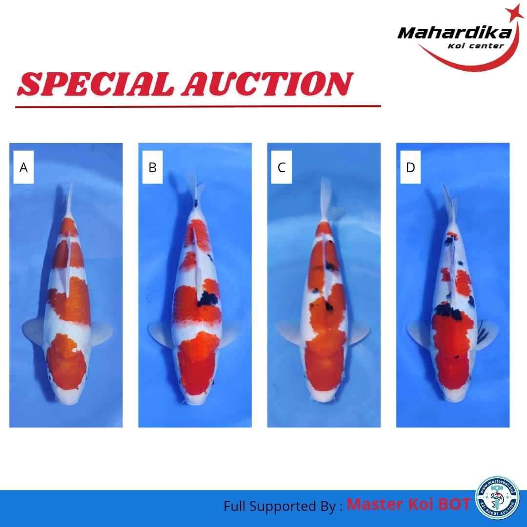 Lelang Koi Online, Jual Beli Ikan Koi, Pasar Koi Terbaik, Agen Lelang Koi, Penawaran Koi Berkualitas, Harga Jual Koi, Lelang Ikan Koi Import, Beli Koi Online, Jual Koi Murah, Koi Showroom, Penjual Koi Terpercaya, Lelang Koi Jakarta, Jual Koi Lokal, Koi Kualitas Unggul, Harga Terbaik Koi, Jual Koi Indukan, Lelang Ikan Hias Koi, Pasar Koi Indonesia, Beli Koi Berkualitas Tinggi, Koi Farm Terbesar, Jual Beli Koi Impor, Lelang Ikan Koi Kualitas Premium, Daftar Harga Koi Terbaru, Pusat Jual Beli Koi, Info Lelang Koi Hari Ini.