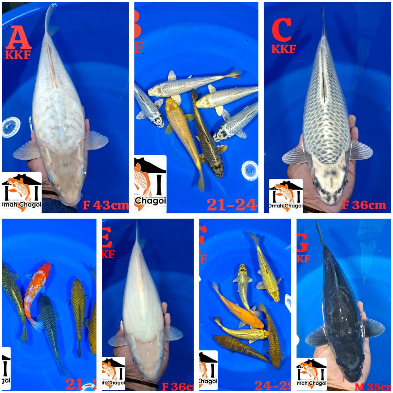 Lelang Koi Online, Jual Beli Ikan Koi, Pasar Koi Terbaik, Agen Lelang Koi, Penawaran Koi Berkualitas, Harga Jual Koi, Lelang Ikan Koi Import, Beli Koi Online, Jual Koi Murah, Koi Showroom, Penjual Koi Terpercaya, Lelang Koi Jakarta, Jual Koi Lokal, Koi Kualitas Unggul, Harga Terbaik Koi, Jual Koi Indukan, Lelang Ikan Hias Koi, Pasar Koi Indonesia, Beli Koi Berkualitas Tinggi, Koi Farm Terbesar, Jual Beli Koi Impor, Lelang Ikan Koi Kualitas Premium, Daftar Harga Koi Terbaru, Pusat Jual Beli Koi, Info Lelang Koi Hari Ini.