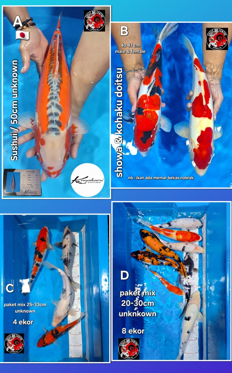 Lelang Koi Online, Jual Beli Ikan Koi, Pasar Koi Terbaik, Agen Lelang Koi, Penawaran Koi Berkualitas, Harga Jual Koi, Lelang Ikan Koi Import, Beli Koi Online, Jual Koi Murah, Koi Showroom, Penjual Koi Terpercaya, Lelang Koi Jakarta, Jual Koi Lokal, Koi Kualitas Unggul, Harga Terbaik Koi, Jual Koi Indukan, Lelang Ikan Hias Koi, Pasar Koi Indonesia, Beli Koi Berkualitas Tinggi, Koi Farm Terbesar, Jual Beli Koi Impor, Lelang Ikan Koi Kualitas Premium, Daftar Harga Koi Terbaru, Pusat Jual Beli Koi, Info Lelang Koi Hari Ini.