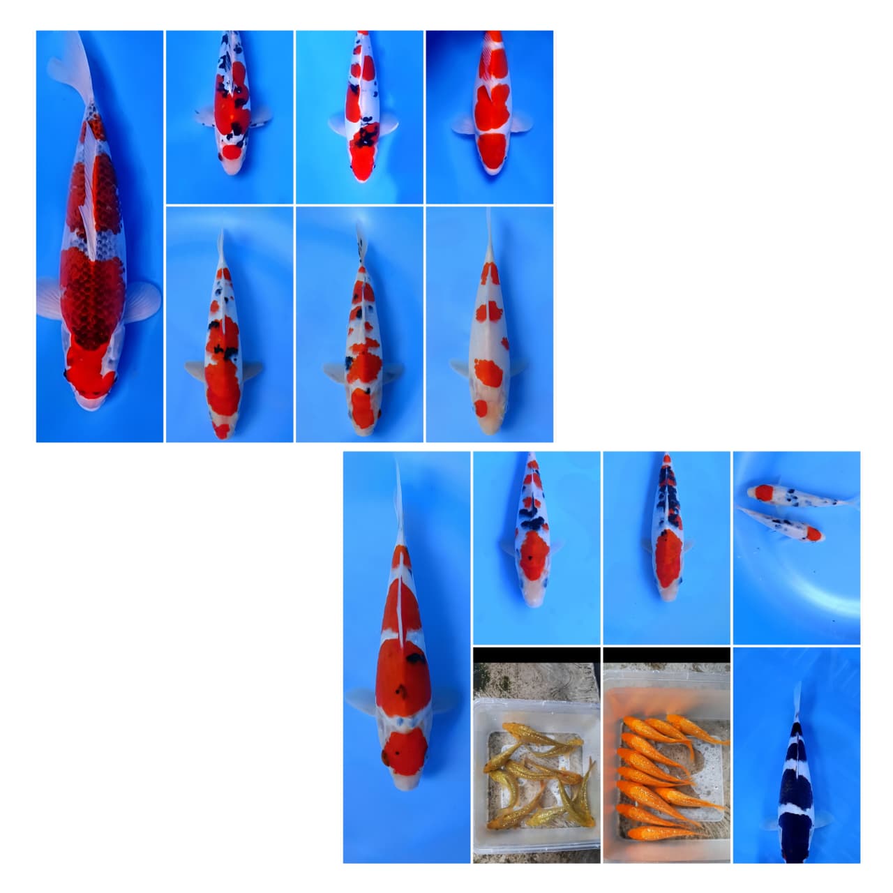 Lelang Koi Online, Jual Beli Ikan Koi, Pasar Koi Terbaik, Agen Lelang Koi, Penawaran Koi Berkualitas, Harga Jual Koi, Lelang Ikan Koi Import, Beli Koi Online, Jual Koi Murah, Koi Showroom, Penjual Koi Terpercaya, Lelang Koi Jakarta, Jual Koi Lokal, Koi Kualitas Unggul, Harga Terbaik Koi, Jual Koi Indukan, Lelang Ikan Hias Koi, Pasar Koi Indonesia, Beli Koi Berkualitas Tinggi, Koi Farm Terbesar, Jual Beli Koi Impor, Lelang Ikan Koi Kualitas Premium, Daftar Harga Koi Terbaru, Pusat Jual Beli Koi, Info Lelang Koi Hari Ini.