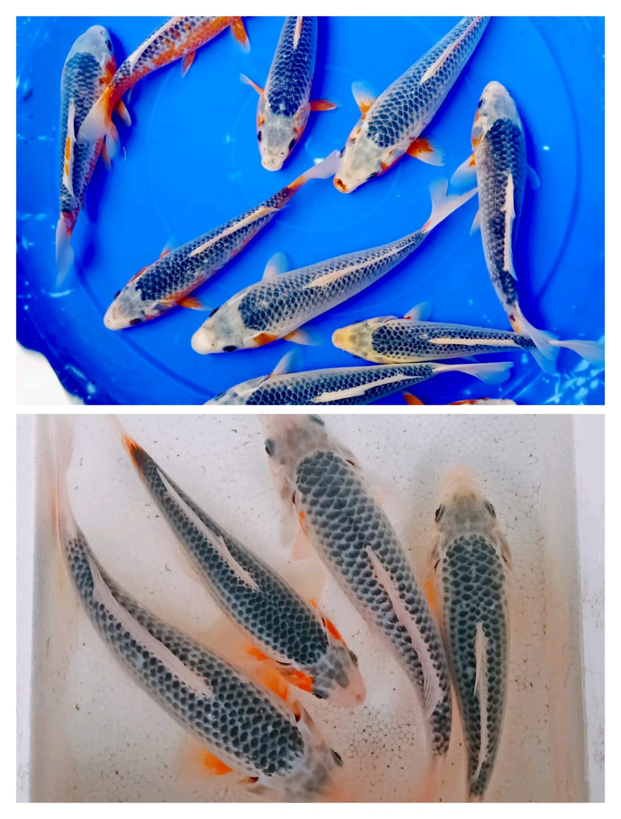Lelang Koi Online, Jual Beli Ikan Koi, Pasar Koi Terbaik, Agen Lelang Koi, Penawaran Koi Berkualitas, Harga Jual Koi, Lelang Ikan Koi Import, Beli Koi Online, Jual Koi Murah, Koi Showroom, Penjual Koi Terpercaya, Lelang Koi Jakarta, Jual Koi Lokal, Koi Kualitas Unggul, Harga Terbaik Koi, Jual Koi Indukan, Lelang Ikan Hias Koi, Pasar Koi Indonesia, Beli Koi Berkualitas Tinggi, Koi Farm Terbesar, Jual Beli Koi Impor, Lelang Ikan Koi Kualitas Premium, Daftar Harga Koi Terbaru, Pusat Jual Beli Koi, Info Lelang Koi Hari Ini.