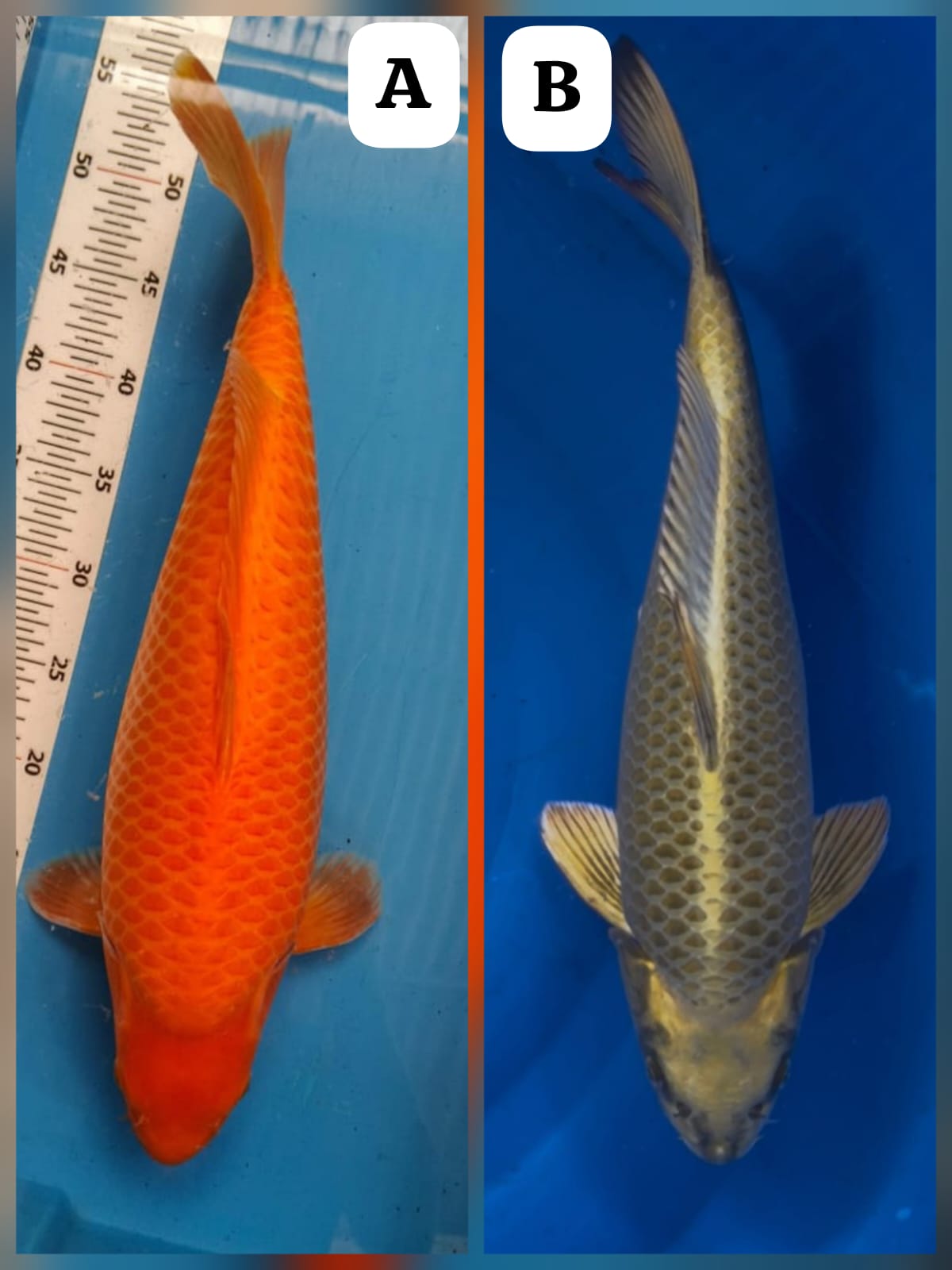 Lelang Koi Online, Jual Beli Ikan Koi, Pasar Koi Terbaik, Agen Lelang Koi, Penawaran Koi Berkualitas, Harga Jual Koi, Lelang Ikan Koi Import, Beli Koi Online, Jual Koi Murah, Koi Showroom, Penjual Koi Terpercaya, Lelang Koi Jakarta, Jual Koi Lokal, Koi Kualitas Unggul, Harga Terbaik Koi, Jual Koi Indukan, Lelang Ikan Hias Koi, Pasar Koi Indonesia, Beli Koi Berkualitas Tinggi, Koi Farm Terbesar, Jual Beli Koi Impor, Lelang Ikan Koi Kualitas Premium, Daftar Harga Koi Terbaru, Pusat Jual Beli Koi, Info Lelang Koi Hari Ini.