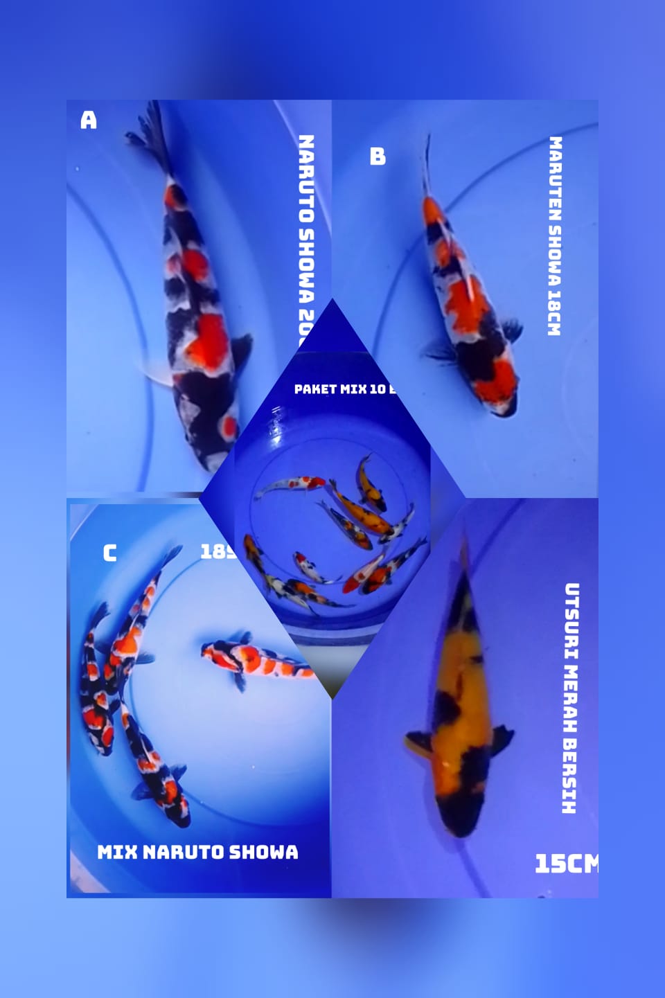 Lelang Koi Online, Jual Beli Ikan Koi, Pasar Koi Terbaik, Agen Lelang Koi, Penawaran Koi Berkualitas, Harga Jual Koi, Lelang Ikan Koi Import, Beli Koi Online, Jual Koi Murah, Koi Showroom, Penjual Koi Terpercaya, Lelang Koi Jakarta, Jual Koi Lokal, Koi Kualitas Unggul, Harga Terbaik Koi, Jual Koi Indukan, Lelang Ikan Hias Koi, Pasar Koi Indonesia, Beli Koi Berkualitas Tinggi, Koi Farm Terbesar, Jual Beli Koi Impor, Lelang Ikan Koi Kualitas Premium, Daftar Harga Koi Terbaru, Pusat Jual Beli Koi, Info Lelang Koi Hari Ini.