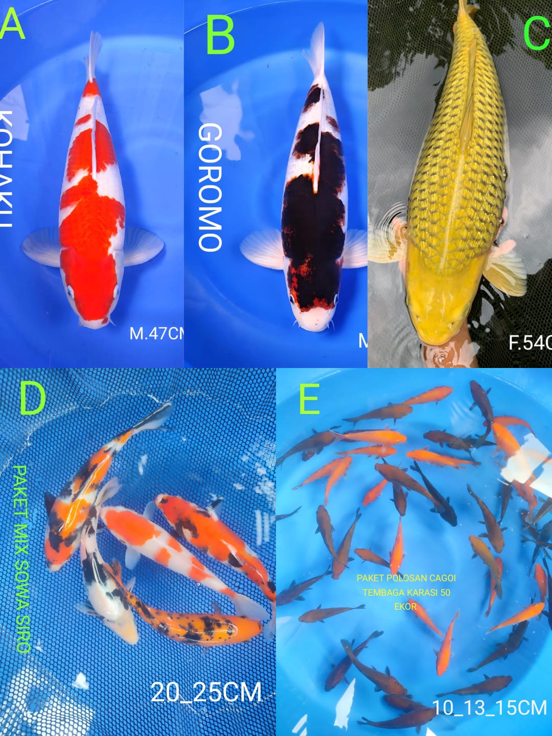 Lelang Koi Online, Jual Beli Ikan Koi, Pasar Koi Terbaik, Agen Lelang Koi, Penawaran Koi Berkualitas, Harga Jual Koi, Lelang Ikan Koi Import, Beli Koi Online, Jual Koi Murah, Koi Showroom, Penjual Koi Terpercaya, Lelang Koi Jakarta, Jual Koi Lokal, Koi Kualitas Unggul, Harga Terbaik Koi, Jual Koi Indukan, Lelang Ikan Hias Koi, Pasar Koi Indonesia, Beli Koi Berkualitas Tinggi, Koi Farm Terbesar, Jual Beli Koi Impor, Lelang Ikan Koi Kualitas Premium, Daftar Harga Koi Terbaru, Pusat Jual Beli Koi, Info Lelang Koi Hari Ini.