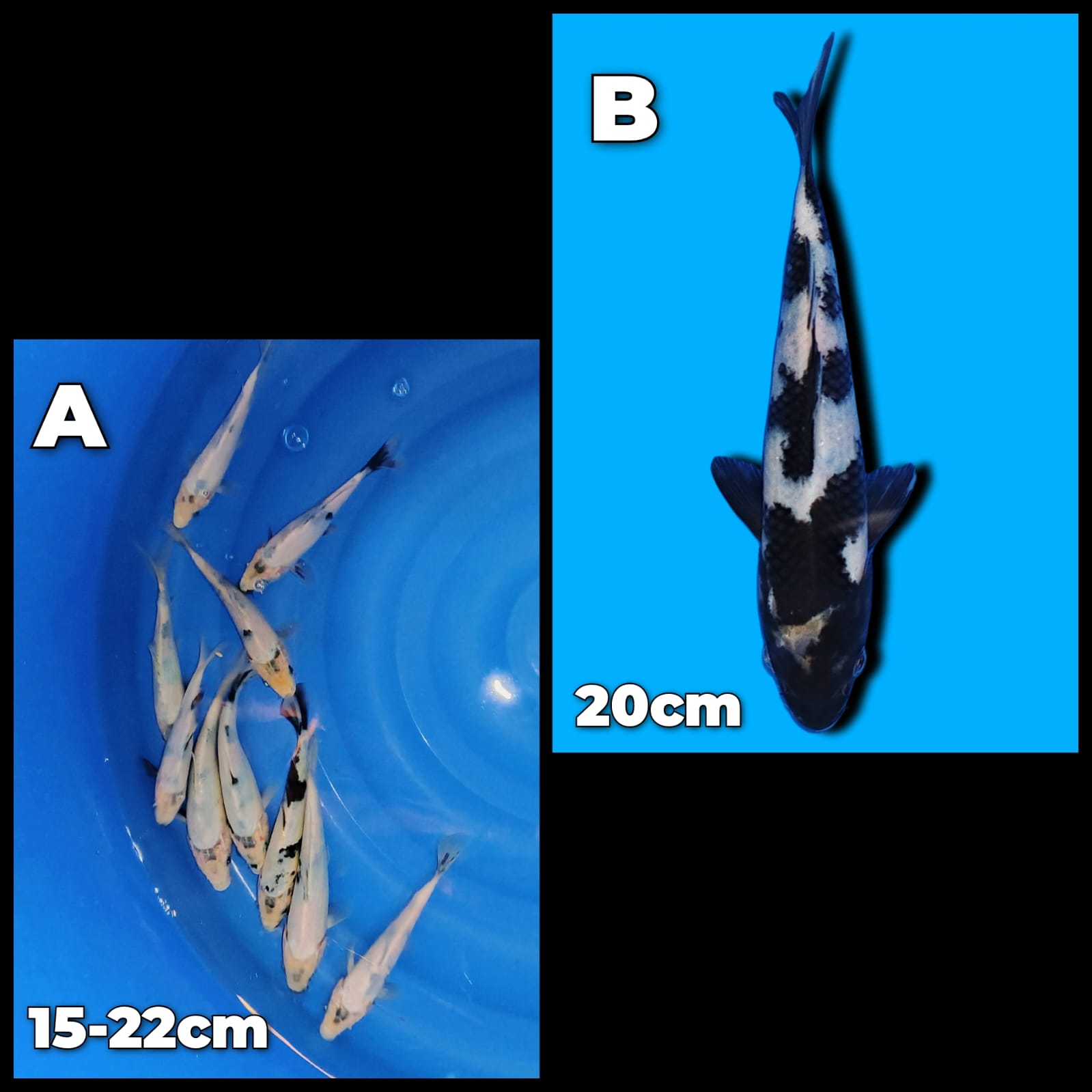 Lelang Koi Online, Jual Beli Ikan Koi, Pasar Koi Terbaik, Agen Lelang Koi, Penawaran Koi Berkualitas, Harga Jual Koi, Lelang Ikan Koi Import, Beli Koi Online, Jual Koi Murah, Koi Showroom, Penjual Koi Terpercaya, Lelang Koi Jakarta, Jual Koi Lokal, Koi Kualitas Unggul, Harga Terbaik Koi, Jual Koi Indukan, Lelang Ikan Hias Koi, Pasar Koi Indonesia, Beli Koi Berkualitas Tinggi, Koi Farm Terbesar, Jual Beli Koi Impor, Lelang Ikan Koi Kualitas Premium, Daftar Harga Koi Terbaru, Pusat Jual Beli Koi, Info Lelang Koi Hari Ini.