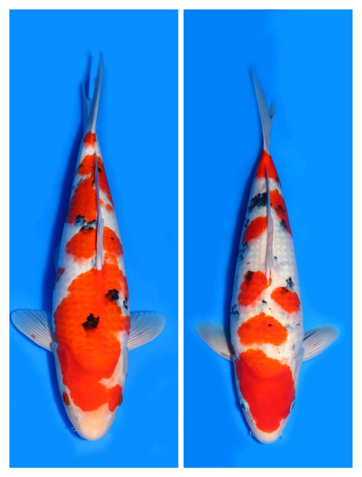Lelang Koi Online, Jual Beli Ikan Koi, Pasar Koi Terbaik, Agen Lelang Koi, Penawaran Koi Berkualitas, Harga Jual Koi, Lelang Ikan Koi Import, Beli Koi Online, Jual Koi Murah, Koi Showroom, Penjual Koi Terpercaya, Lelang Koi Jakarta, Jual Koi Lokal, Koi Kualitas Unggul, Harga Terbaik Koi, Jual Koi Indukan, Lelang Ikan Hias Koi, Pasar Koi Indonesia, Beli Koi Berkualitas Tinggi, Koi Farm Terbesar, Jual Beli Koi Impor, Lelang Ikan Koi Kualitas Premium, Daftar Harga Koi Terbaru, Pusat Jual Beli Koi, Info Lelang Koi Hari Ini.