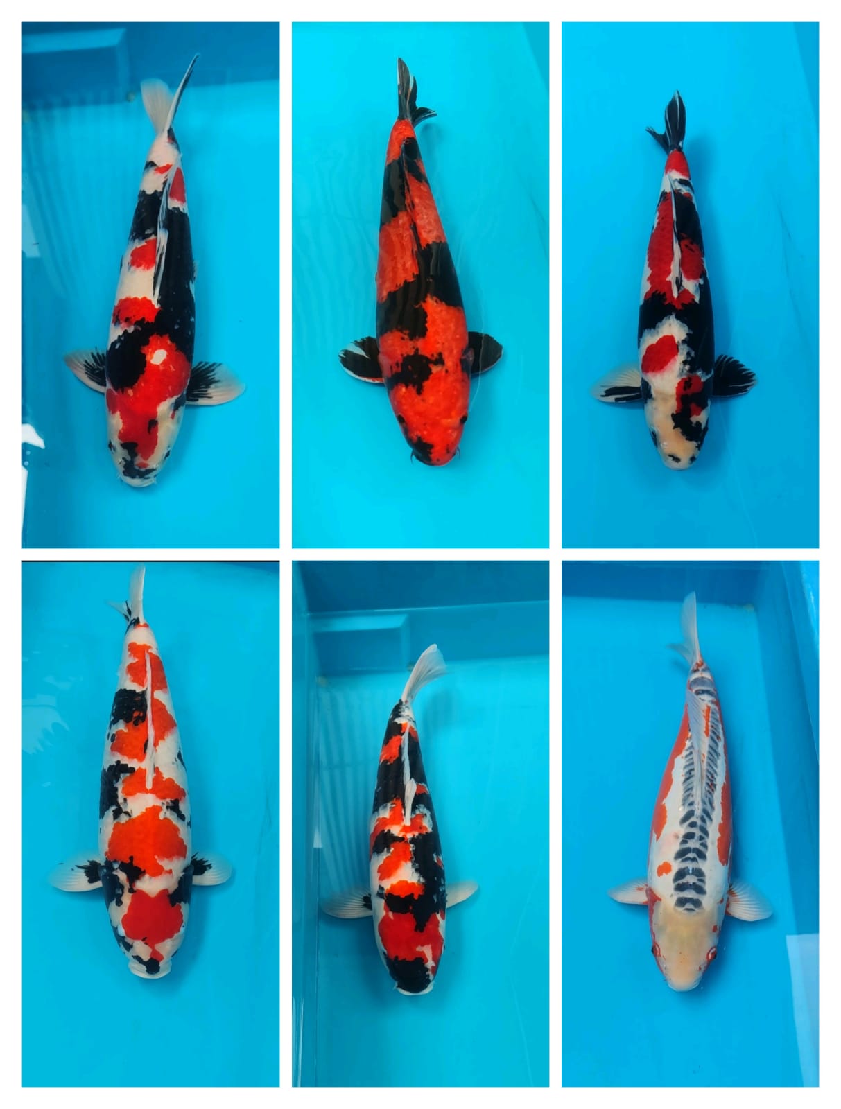 Lelang Koi Online, Jual Beli Ikan Koi, Pasar Koi Terbaik, Agen Lelang Koi, Penawaran Koi Berkualitas, Harga Jual Koi, Lelang Ikan Koi Import, Beli Koi Online, Jual Koi Murah, Koi Showroom, Penjual Koi Terpercaya, Lelang Koi Jakarta, Jual Koi Lokal, Koi Kualitas Unggul, Harga Terbaik Koi, Jual Koi Indukan, Lelang Ikan Hias Koi, Pasar Koi Indonesia, Beli Koi Berkualitas Tinggi, Koi Farm Terbesar, Jual Beli Koi Impor, Lelang Ikan Koi Kualitas Premium, Daftar Harga Koi Terbaru, Pusat Jual Beli Koi, Info Lelang Koi Hari Ini.