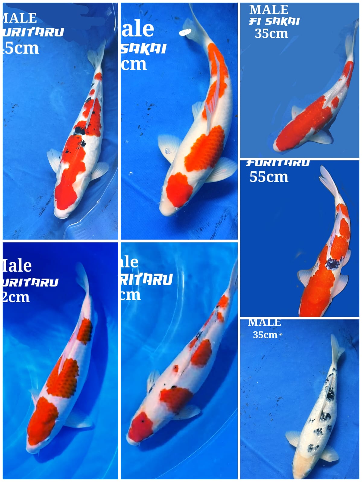 Lelang Koi Online, Jual Beli Ikan Koi, Pasar Koi Terbaik, Agen Lelang Koi, Penawaran Koi Berkualitas, Harga Jual Koi, Lelang Ikan Koi Import, Beli Koi Online, Jual Koi Murah, Koi Showroom, Penjual Koi Terpercaya, Lelang Koi Jakarta, Jual Koi Lokal, Koi Kualitas Unggul, Harga Terbaik Koi, Jual Koi Indukan, Lelang Ikan Hias Koi, Pasar Koi Indonesia, Beli Koi Berkualitas Tinggi, Koi Farm Terbesar, Jual Beli Koi Impor, Lelang Ikan Koi Kualitas Premium, Daftar Harga Koi Terbaru, Pusat Jual Beli Koi, Info Lelang Koi Hari Ini.