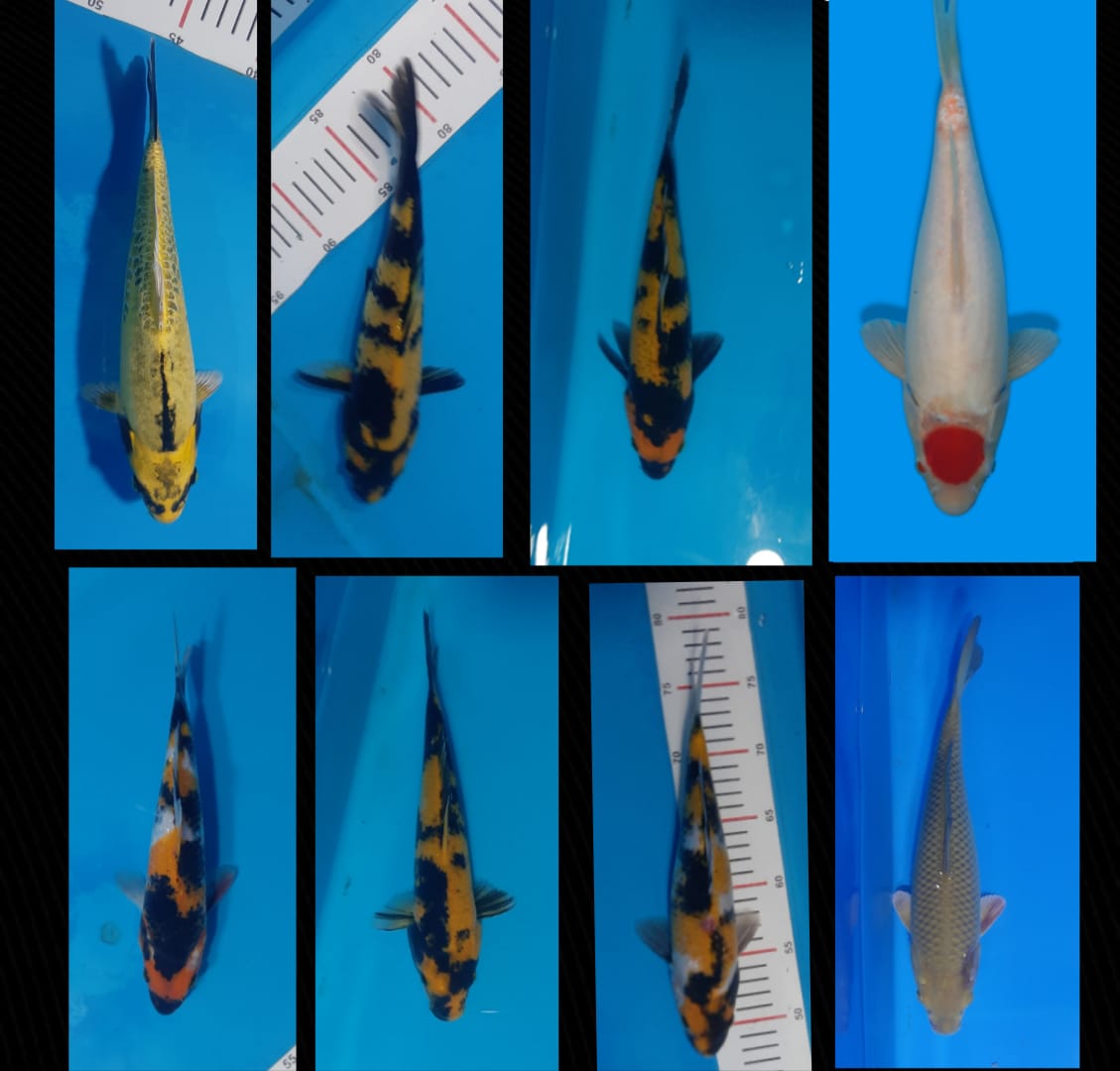 Lelang Koi Online, Jual Beli Ikan Koi, Pasar Koi Terbaik, Agen Lelang Koi, Penawaran Koi Berkualitas, Harga Jual Koi, Lelang Ikan Koi Import, Beli Koi Online, Jual Koi Murah, Koi Showroom, Penjual Koi Terpercaya, Lelang Koi Jakarta, Jual Koi Lokal, Koi Kualitas Unggul, Harga Terbaik Koi, Jual Koi Indukan, Lelang Ikan Hias Koi, Pasar Koi Indonesia, Beli Koi Berkualitas Tinggi, Koi Farm Terbesar, Jual Beli Koi Impor, Lelang Ikan Koi Kualitas Premium, Daftar Harga Koi Terbaru, Pusat Jual Beli Koi, Info Lelang Koi Hari Ini.