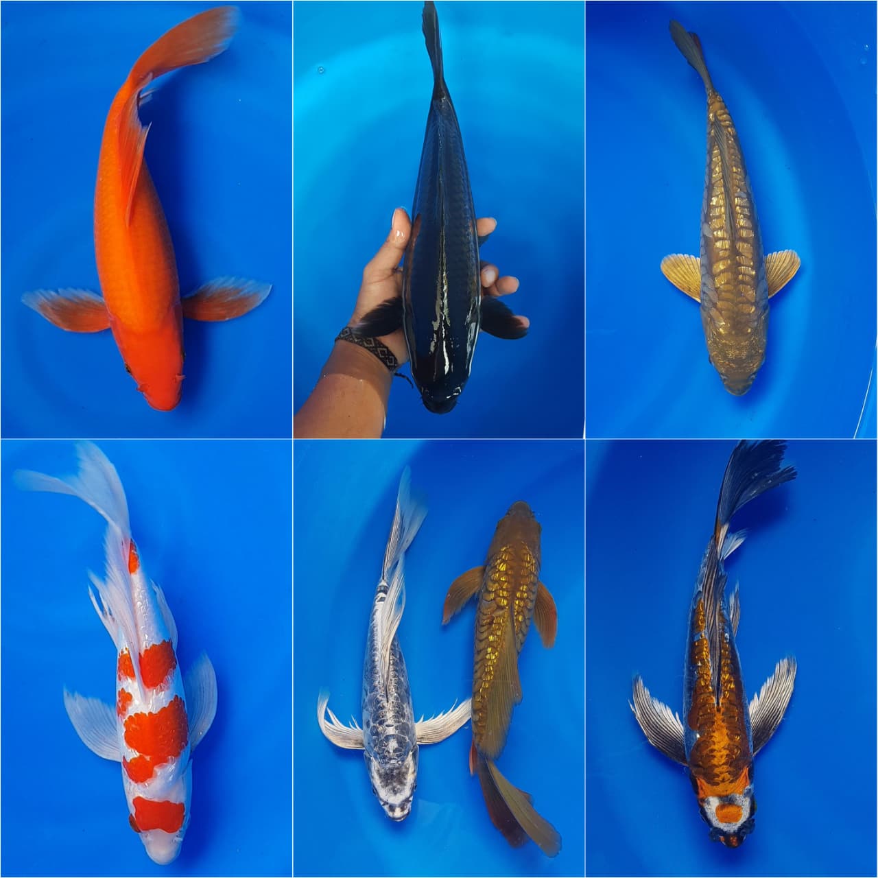 Lelang Koi Online, Jual Beli Ikan Koi, Pasar Koi Terbaik, Agen Lelang Koi, Penawaran Koi Berkualitas, Harga Jual Koi, Lelang Ikan Koi Import, Beli Koi Online, Jual Koi Murah, Koi Showroom, Penjual Koi Terpercaya, Lelang Koi Jakarta, Jual Koi Lokal, Koi Kualitas Unggul, Harga Terbaik Koi, Jual Koi Indukan, Lelang Ikan Hias Koi, Pasar Koi Indonesia, Beli Koi Berkualitas Tinggi, Koi Farm Terbesar, Jual Beli Koi Impor, Lelang Ikan Koi Kualitas Premium, Daftar Harga Koi Terbaru, Pusat Jual Beli Koi, Info Lelang Koi Hari Ini.