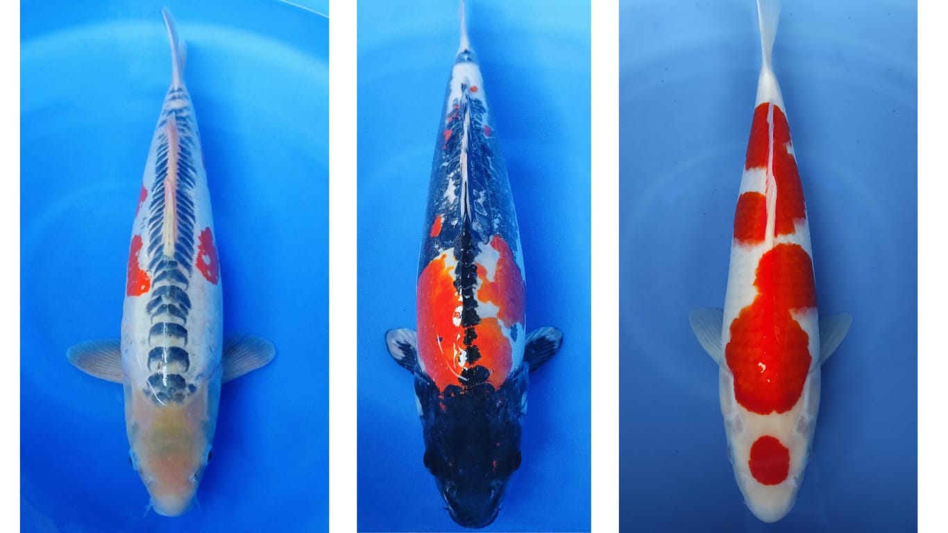 Lelang Koi Online, Jual Beli Ikan Koi, Pasar Koi Terbaik, Agen Lelang Koi, Penawaran Koi Berkualitas, Harga Jual Koi, Lelang Ikan Koi Import, Beli Koi Online, Jual Koi Murah, Koi Showroom, Penjual Koi Terpercaya, Lelang Koi Jakarta, Jual Koi Lokal, Koi Kualitas Unggul, Harga Terbaik Koi, Jual Koi Indukan, Lelang Ikan Hias Koi, Pasar Koi Indonesia, Beli Koi Berkualitas Tinggi, Koi Farm Terbesar, Jual Beli Koi Impor, Lelang Ikan Koi Kualitas Premium, Daftar Harga Koi Terbaru, Pusat Jual Beli Koi, Info Lelang Koi Hari Ini.