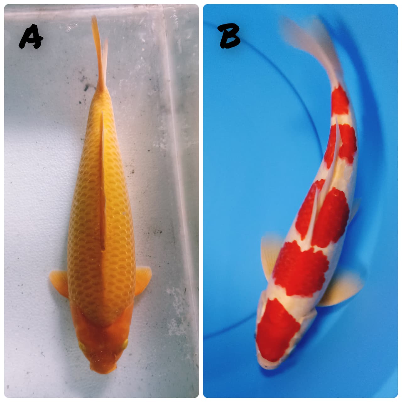 Lelang Koi Online, Jual Beli Ikan Koi, Pasar Koi Terbaik, Agen Lelang Koi, Penawaran Koi Berkualitas, Harga Jual Koi, Lelang Ikan Koi Import, Beli Koi Online, Jual Koi Murah, Koi Showroom, Penjual Koi Terpercaya, Lelang Koi Jakarta, Jual Koi Lokal, Koi Kualitas Unggul, Harga Terbaik Koi, Jual Koi Indukan, Lelang Ikan Hias Koi, Pasar Koi Indonesia, Beli Koi Berkualitas Tinggi, Koi Farm Terbesar, Jual Beli Koi Impor, Lelang Ikan Koi Kualitas Premium, Daftar Harga Koi Terbaru, Pusat Jual Beli Koi, Info Lelang Koi Hari Ini.