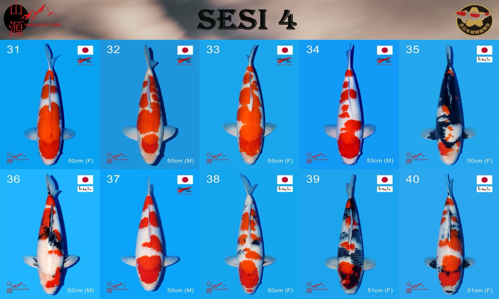 Lelang Koi Online, Jual Beli Ikan Koi, Pasar Koi Terbaik, Agen Lelang Koi, Penawaran Koi Berkualitas, Harga Jual Koi, Lelang Ikan Koi Import, Beli Koi Online, Jual Koi Murah, Koi Showroom, Penjual Koi Terpercaya, Lelang Koi Jakarta, Jual Koi Lokal, Koi Kualitas Unggul, Harga Terbaik Koi, Jual Koi Indukan, Lelang Ikan Hias Koi, Pasar Koi Indonesia, Beli Koi Berkualitas Tinggi, Koi Farm Terbesar, Jual Beli Koi Impor, Lelang Ikan Koi Kualitas Premium, Daftar Harga Koi Terbaru, Pusat Jual Beli Koi, Info Lelang Koi Hari Ini.