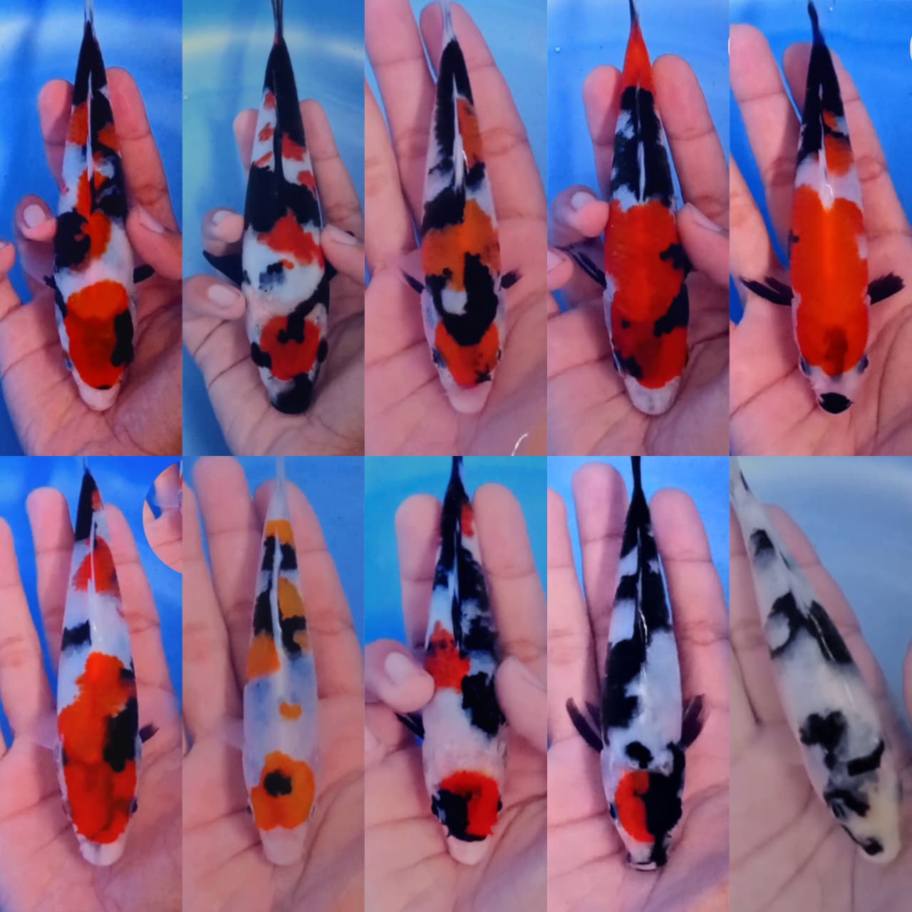 Lelang Koi Online, Jual Beli Ikan Koi, Pasar Koi Terbaik, Agen Lelang Koi, Penawaran Koi Berkualitas, Harga Jual Koi, Lelang Ikan Koi Import, Beli Koi Online, Jual Koi Murah, Koi Showroom, Penjual Koi Terpercaya, Lelang Koi Jakarta, Jual Koi Lokal, Koi Kualitas Unggul, Harga Terbaik Koi, Jual Koi Indukan, Lelang Ikan Hias Koi, Pasar Koi Indonesia, Beli Koi Berkualitas Tinggi, Koi Farm Terbesar, Jual Beli Koi Impor, Lelang Ikan Koi Kualitas Premium, Daftar Harga Koi Terbaru, Pusat Jual Beli Koi, Info Lelang Koi Hari Ini.