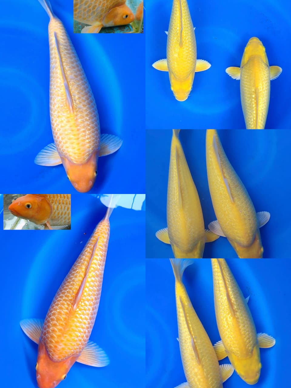 Lelang Koi Online, Jual Beli Ikan Koi, Pasar Koi Terbaik, Agen Lelang Koi, Penawaran Koi Berkualitas, Harga Jual Koi, Lelang Ikan Koi Import, Beli Koi Online, Jual Koi Murah, Koi Showroom, Penjual Koi Terpercaya, Lelang Koi Jakarta, Jual Koi Lokal, Koi Kualitas Unggul, Harga Terbaik Koi, Jual Koi Indukan, Lelang Ikan Hias Koi, Pasar Koi Indonesia, Beli Koi Berkualitas Tinggi, Koi Farm Terbesar, Jual Beli Koi Impor, Lelang Ikan Koi Kualitas Premium, Daftar Harga Koi Terbaru, Pusat Jual Beli Koi, Info Lelang Koi Hari Ini.