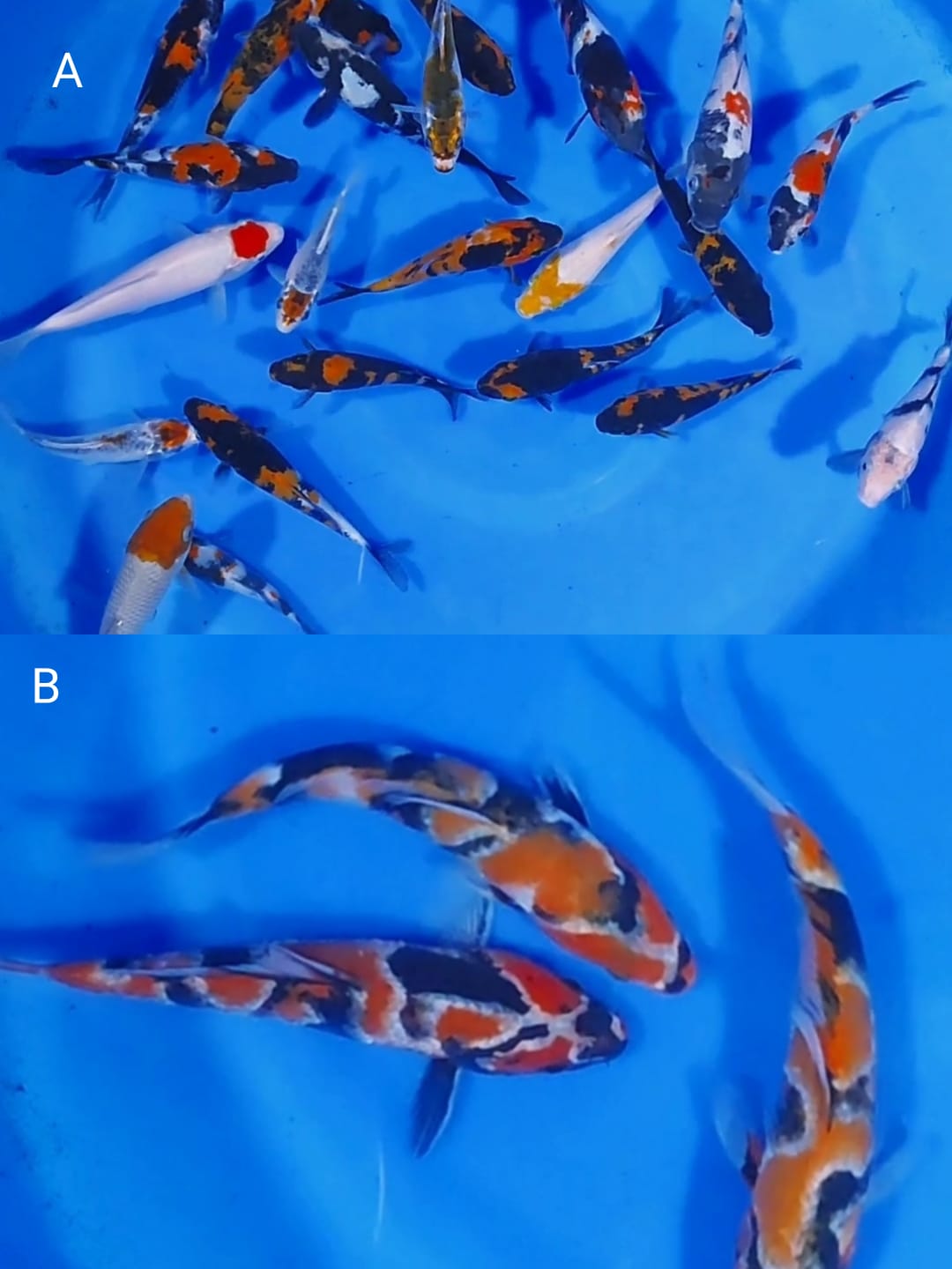 Lelang Koi Online, Jual Beli Ikan Koi, Pasar Koi Terbaik, Agen Lelang Koi, Penawaran Koi Berkualitas, Harga Jual Koi, Lelang Ikan Koi Import, Beli Koi Online, Jual Koi Murah, Koi Showroom, Penjual Koi Terpercaya, Lelang Koi Jakarta, Jual Koi Lokal, Koi Kualitas Unggul, Harga Terbaik Koi, Jual Koi Indukan, Lelang Ikan Hias Koi, Pasar Koi Indonesia, Beli Koi Berkualitas Tinggi, Koi Farm Terbesar, Jual Beli Koi Impor, Lelang Ikan Koi Kualitas Premium, Daftar Harga Koi Terbaru, Pusat Jual Beli Koi, Info Lelang Koi Hari Ini.