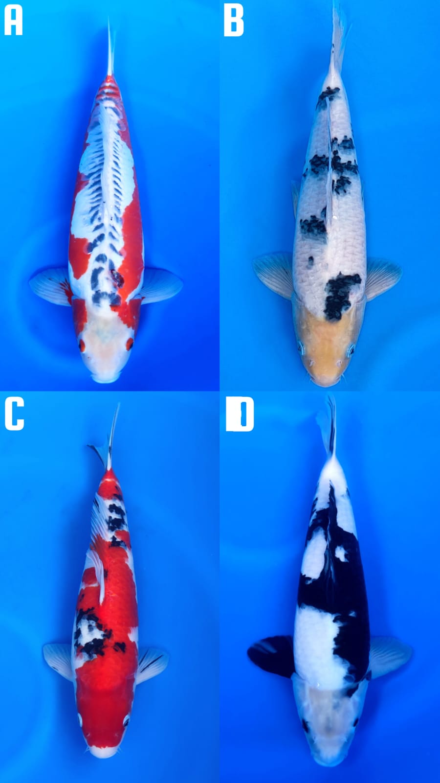 Lelang Koi Online, Jual Beli Ikan Koi, Pasar Koi Terbaik, Agen Lelang Koi, Penawaran Koi Berkualitas, Harga Jual Koi, Lelang Ikan Koi Import, Beli Koi Online, Jual Koi Murah, Koi Showroom, Penjual Koi Terpercaya, Lelang Koi Jakarta, Jual Koi Lokal, Koi Kualitas Unggul, Harga Terbaik Koi, Jual Koi Indukan, Lelang Ikan Hias Koi, Pasar Koi Indonesia, Beli Koi Berkualitas Tinggi, Koi Farm Terbesar, Jual Beli Koi Impor, Lelang Ikan Koi Kualitas Premium, Daftar Harga Koi Terbaru, Pusat Jual Beli Koi, Info Lelang Koi Hari Ini.