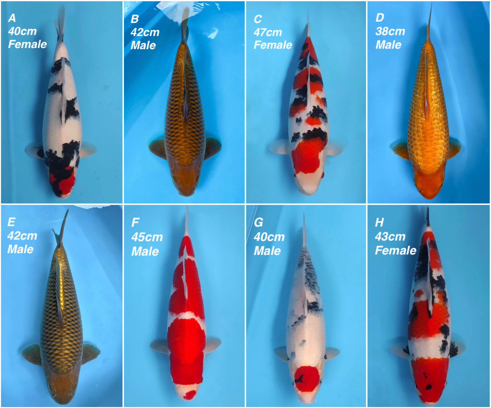 Lelang Koi Online, Jual Beli Ikan Koi, Pasar Koi Terbaik, Agen Lelang Koi, Penawaran Koi Berkualitas, Harga Jual Koi, Lelang Ikan Koi Import, Beli Koi Online, Jual Koi Murah, Koi Showroom, Penjual Koi Terpercaya, Lelang Koi Jakarta, Jual Koi Lokal, Koi Kualitas Unggul, Harga Terbaik Koi, Jual Koi Indukan, Lelang Ikan Hias Koi, Pasar Koi Indonesia, Beli Koi Berkualitas Tinggi, Koi Farm Terbesar, Jual Beli Koi Impor, Lelang Ikan Koi Kualitas Premium, Daftar Harga Koi Terbaru, Pusat Jual Beli Koi, Info Lelang Koi Hari Ini.