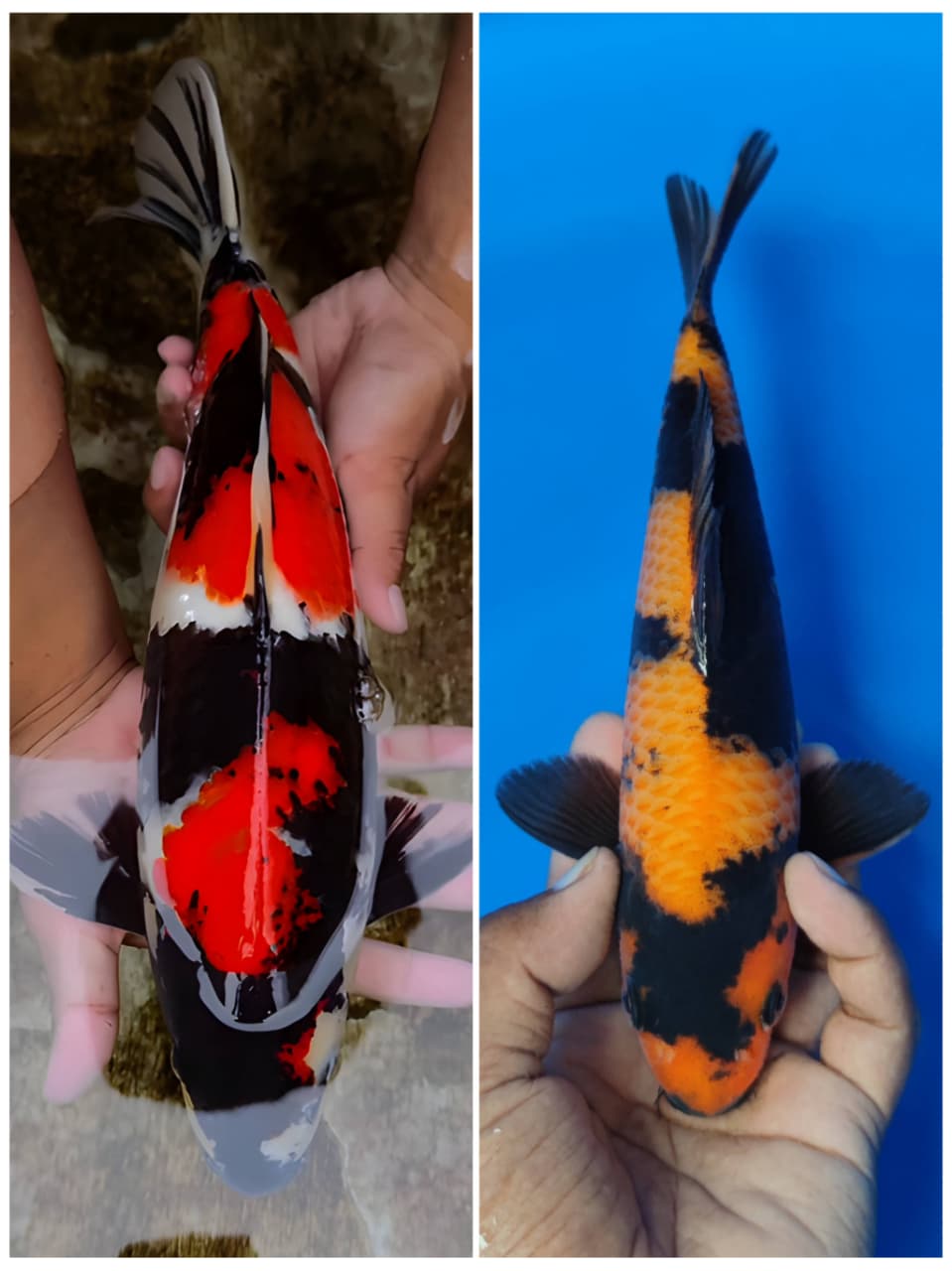 Lelang Koi Online, Jual Beli Ikan Koi, Pasar Koi Terbaik, Agen Lelang Koi, Penawaran Koi Berkualitas, Harga Jual Koi, Lelang Ikan Koi Import, Beli Koi Online, Jual Koi Murah, Koi Showroom, Penjual Koi Terpercaya, Lelang Koi Jakarta, Jual Koi Lokal, Koi Kualitas Unggul, Harga Terbaik Koi, Jual Koi Indukan, Lelang Ikan Hias Koi, Pasar Koi Indonesia, Beli Koi Berkualitas Tinggi, Koi Farm Terbesar, Jual Beli Koi Impor, Lelang Ikan Koi Kualitas Premium, Daftar Harga Koi Terbaru, Pusat Jual Beli Koi, Info Lelang Koi Hari Ini.