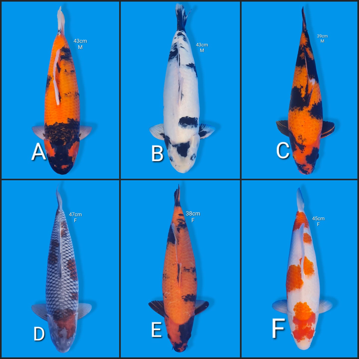 Lelang Koi Online, Jual Beli Ikan Koi, Pasar Koi Terbaik, Agen Lelang Koi, Penawaran Koi Berkualitas, Harga Jual Koi, Lelang Ikan Koi Import, Beli Koi Online, Jual Koi Murah, Koi Showroom, Penjual Koi Terpercaya, Lelang Koi Jakarta, Jual Koi Lokal, Koi Kualitas Unggul, Harga Terbaik Koi, Jual Koi Indukan, Lelang Ikan Hias Koi, Pasar Koi Indonesia, Beli Koi Berkualitas Tinggi, Koi Farm Terbesar, Jual Beli Koi Impor, Lelang Ikan Koi Kualitas Premium, Daftar Harga Koi Terbaru, Pusat Jual Beli Koi, Info Lelang Koi Hari Ini.