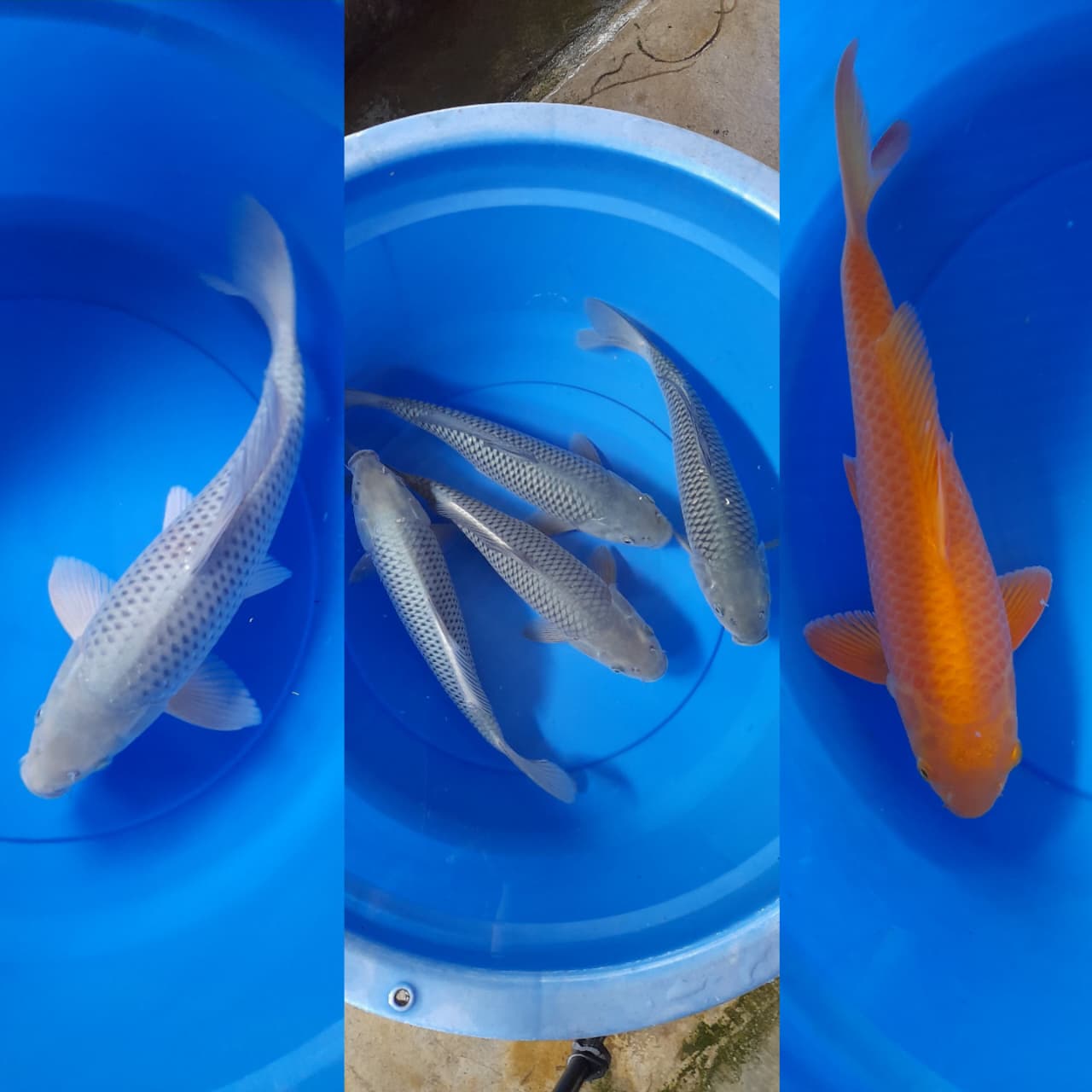 Lelang Koi Online, Jual Beli Ikan Koi, Pasar Koi Terbaik, Agen Lelang Koi, Penawaran Koi Berkualitas, Harga Jual Koi, Lelang Ikan Koi Import, Beli Koi Online, Jual Koi Murah, Koi Showroom, Penjual Koi Terpercaya, Lelang Koi Jakarta, Jual Koi Lokal, Koi Kualitas Unggul, Harga Terbaik Koi, Jual Koi Indukan, Lelang Ikan Hias Koi, Pasar Koi Indonesia, Beli Koi Berkualitas Tinggi, Koi Farm Terbesar, Jual Beli Koi Impor, Lelang Ikan Koi Kualitas Premium, Daftar Harga Koi Terbaru, Pusat Jual Beli Koi, Info Lelang Koi Hari Ini.