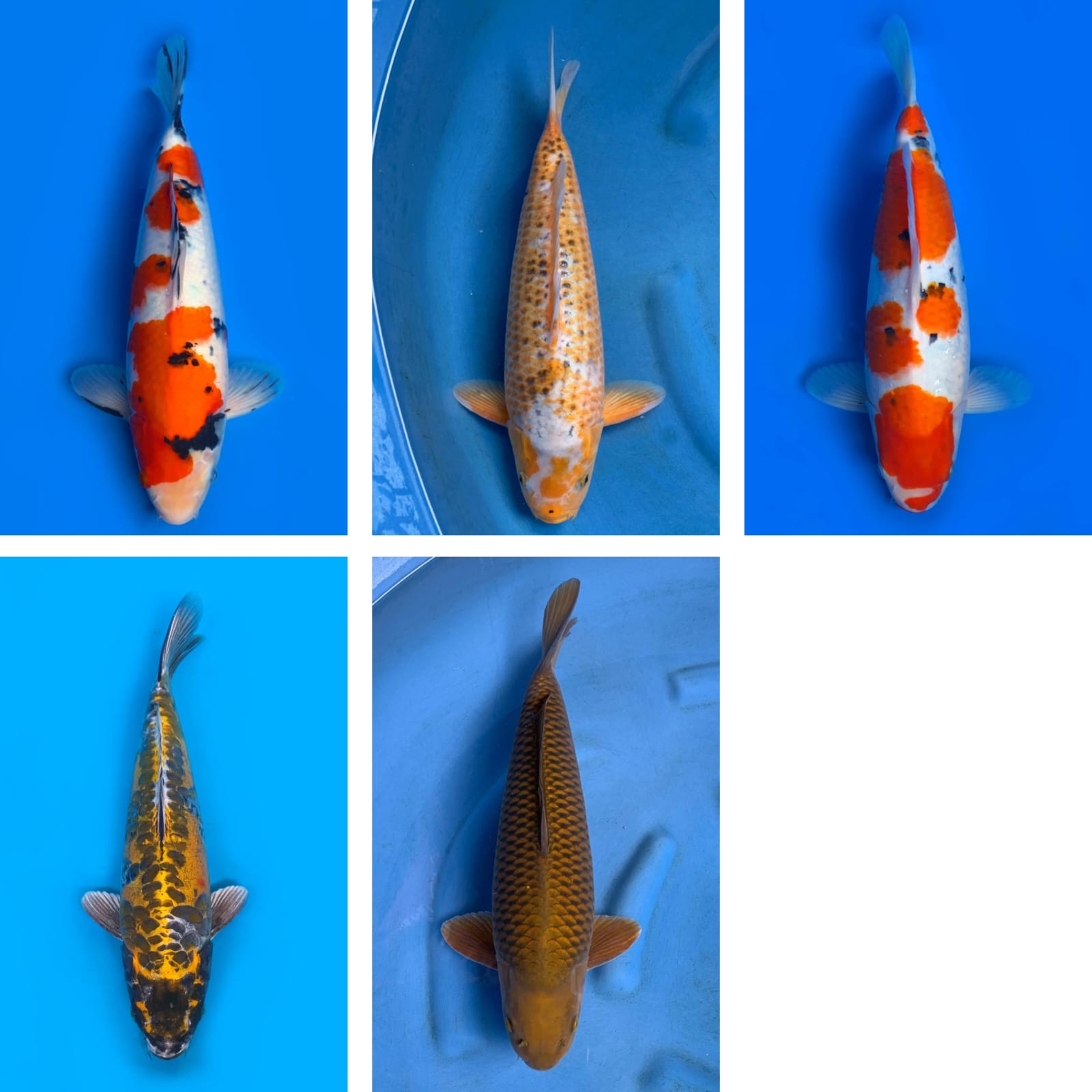 Lelang Koi Online, Jual Beli Ikan Koi, Pasar Koi Terbaik, Agen Lelang Koi, Penawaran Koi Berkualitas, Harga Jual Koi, Lelang Ikan Koi Import, Beli Koi Online, Jual Koi Murah, Koi Showroom, Penjual Koi Terpercaya, Lelang Koi Jakarta, Jual Koi Lokal, Koi Kualitas Unggul, Harga Terbaik Koi, Jual Koi Indukan, Lelang Ikan Hias Koi, Pasar Koi Indonesia, Beli Koi Berkualitas Tinggi, Koi Farm Terbesar, Jual Beli Koi Impor, Lelang Ikan Koi Kualitas Premium, Daftar Harga Koi Terbaru, Pusat Jual Beli Koi, Info Lelang Koi Hari Ini.