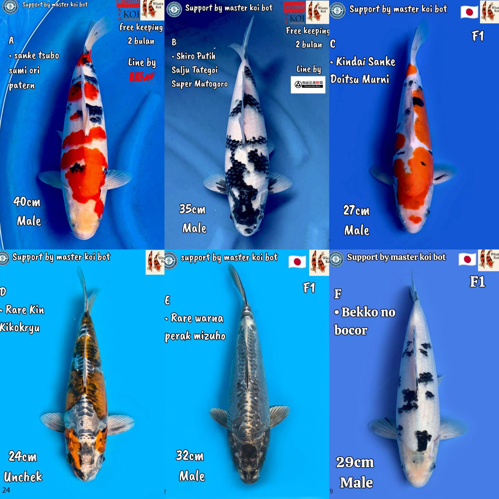 Lelang Koi Online, Jual Beli Ikan Koi, Pasar Koi Terbaik, Agen Lelang Koi, Penawaran Koi Berkualitas, Harga Jual Koi, Lelang Ikan Koi Import, Beli Koi Online, Jual Koi Murah, Koi Showroom, Penjual Koi Terpercaya, Lelang Koi Jakarta, Jual Koi Lokal, Koi Kualitas Unggul, Harga Terbaik Koi, Jual Koi Indukan, Lelang Ikan Hias Koi, Pasar Koi Indonesia, Beli Koi Berkualitas Tinggi, Koi Farm Terbesar, Jual Beli Koi Impor, Lelang Ikan Koi Kualitas Premium, Daftar Harga Koi Terbaru, Pusat Jual Beli Koi, Info Lelang Koi Hari Ini.