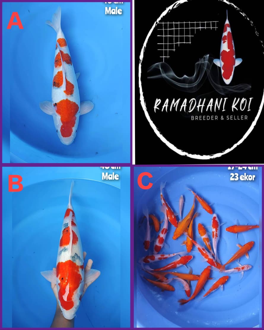 Lelang Koi Online, Jual Beli Ikan Koi, Pasar Koi Terbaik, Agen Lelang Koi, Penawaran Koi Berkualitas, Harga Jual Koi, Lelang Ikan Koi Import, Beli Koi Online, Jual Koi Murah, Koi Showroom, Penjual Koi Terpercaya, Lelang Koi Jakarta, Jual Koi Lokal, Koi Kualitas Unggul, Harga Terbaik Koi, Jual Koi Indukan, Lelang Ikan Hias Koi, Pasar Koi Indonesia, Beli Koi Berkualitas Tinggi, Koi Farm Terbesar, Jual Beli Koi Impor, Lelang Ikan Koi Kualitas Premium, Daftar Harga Koi Terbaru, Pusat Jual Beli Koi, Info Lelang Koi Hari Ini.
