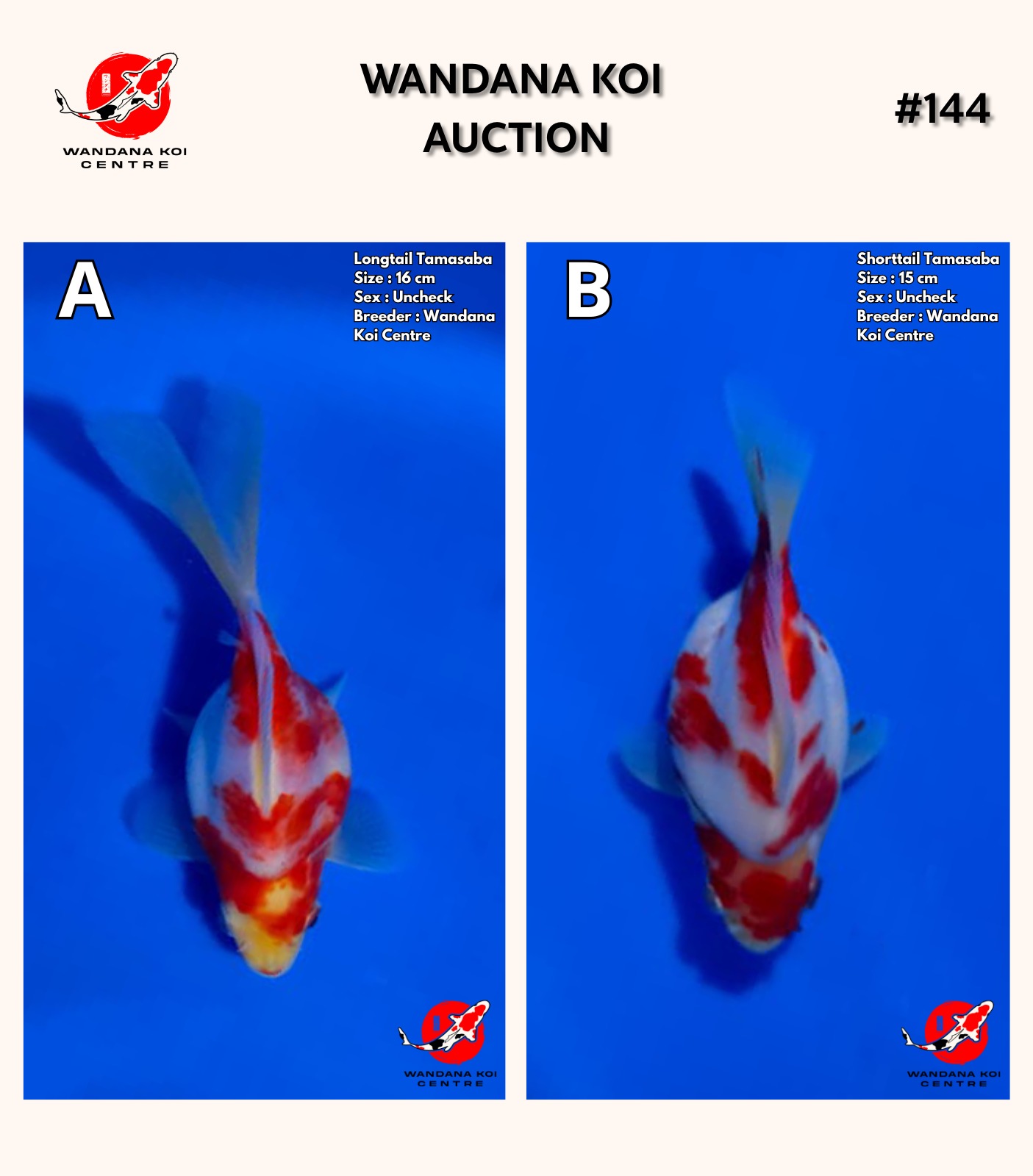 Lelang Koi Online, Jual Beli Ikan Koi, Pasar Koi Terbaik, Agen Lelang Koi, Penawaran Koi Berkualitas, Harga Jual Koi, Lelang Ikan Koi Import, Beli Koi Online, Jual Koi Murah, Koi Showroom, Penjual Koi Terpercaya, Lelang Koi Jakarta, Jual Koi Lokal, Koi Kualitas Unggul, Harga Terbaik Koi, Jual Koi Indukan, Lelang Ikan Hias Koi, Pasar Koi Indonesia, Beli Koi Berkualitas Tinggi, Koi Farm Terbesar, Jual Beli Koi Impor, Lelang Ikan Koi Kualitas Premium, Daftar Harga Koi Terbaru, Pusat Jual Beli Koi, Info Lelang Koi Hari Ini.