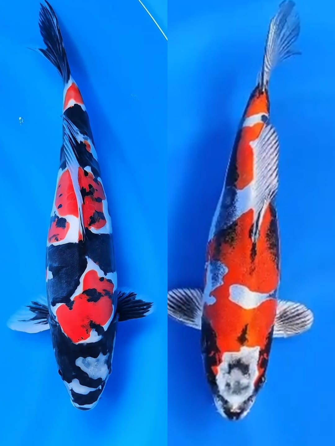 Lelang Koi Online, Jual Beli Ikan Koi, Pasar Koi Terbaik, Agen Lelang Koi, Penawaran Koi Berkualitas, Harga Jual Koi, Lelang Ikan Koi Import, Beli Koi Online, Jual Koi Murah, Koi Showroom, Penjual Koi Terpercaya, Lelang Koi Jakarta, Jual Koi Lokal, Koi Kualitas Unggul, Harga Terbaik Koi, Jual Koi Indukan, Lelang Ikan Hias Koi, Pasar Koi Indonesia, Beli Koi Berkualitas Tinggi, Koi Farm Terbesar, Jual Beli Koi Impor, Lelang Ikan Koi Kualitas Premium, Daftar Harga Koi Terbaru, Pusat Jual Beli Koi, Info Lelang Koi Hari Ini.
