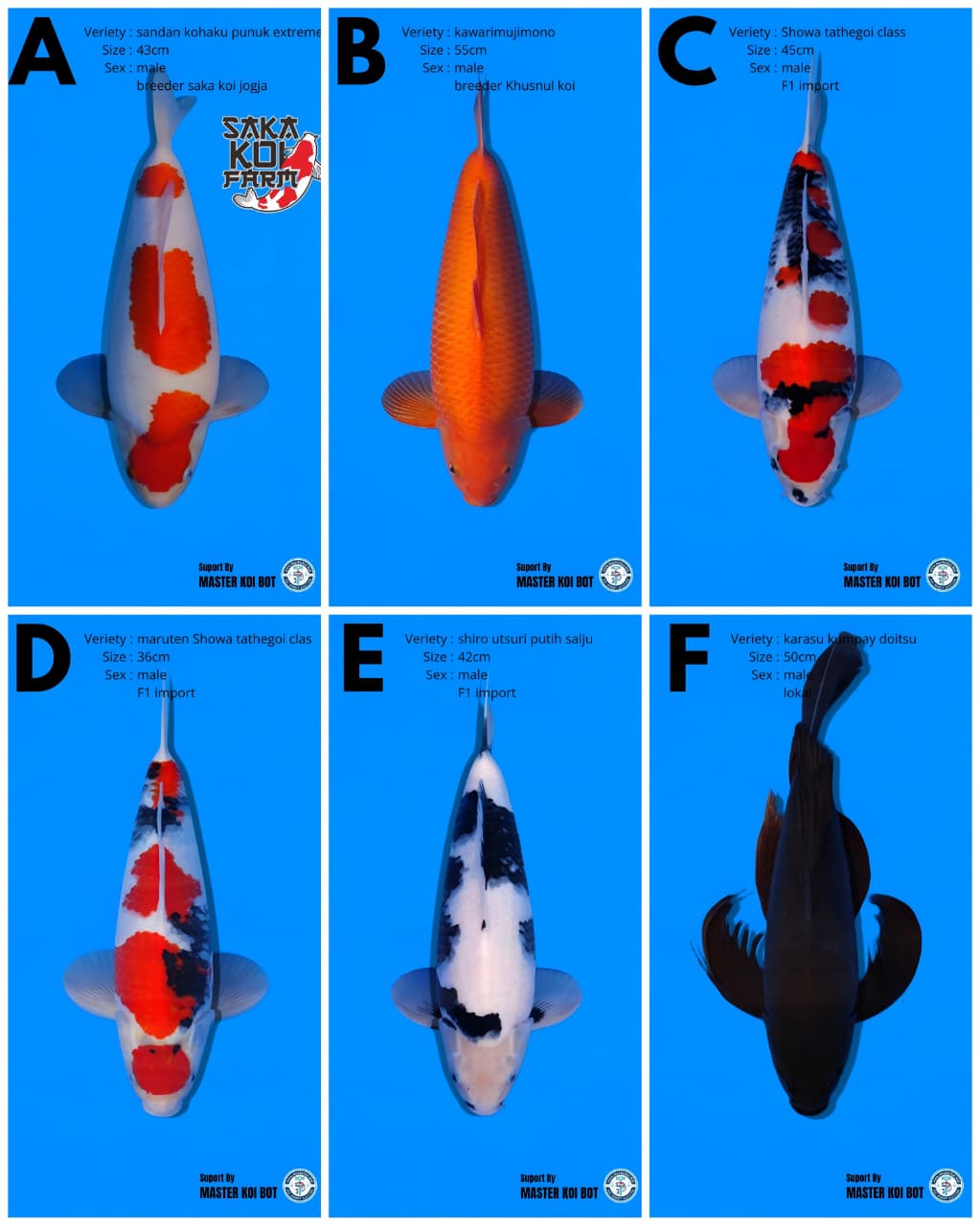 Lelang Koi Online, Jual Beli Ikan Koi, Pasar Koi Terbaik, Agen Lelang Koi, Penawaran Koi Berkualitas, Harga Jual Koi, Lelang Ikan Koi Import, Beli Koi Online, Jual Koi Murah, Koi Showroom, Penjual Koi Terpercaya, Lelang Koi Jakarta, Jual Koi Lokal, Koi Kualitas Unggul, Harga Terbaik Koi, Jual Koi Indukan, Lelang Ikan Hias Koi, Pasar Koi Indonesia, Beli Koi Berkualitas Tinggi, Koi Farm Terbesar, Jual Beli Koi Impor, Lelang Ikan Koi Kualitas Premium, Daftar Harga Koi Terbaru, Pusat Jual Beli Koi, Info Lelang Koi Hari Ini.