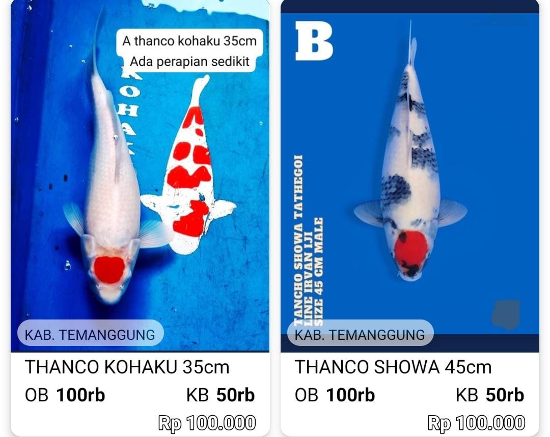 Lelang Koi Online, Jual Beli Ikan Koi, Pasar Koi Terbaik, Agen Lelang Koi, Penawaran Koi Berkualitas, Harga Jual Koi, Lelang Ikan Koi Import, Beli Koi Online, Jual Koi Murah, Koi Showroom, Penjual Koi Terpercaya, Lelang Koi Jakarta, Jual Koi Lokal, Koi Kualitas Unggul, Harga Terbaik Koi, Jual Koi Indukan, Lelang Ikan Hias Koi, Pasar Koi Indonesia, Beli Koi Berkualitas Tinggi, Koi Farm Terbesar, Jual Beli Koi Impor, Lelang Ikan Koi Kualitas Premium, Daftar Harga Koi Terbaru, Pusat Jual Beli Koi, Info Lelang Koi Hari Ini.