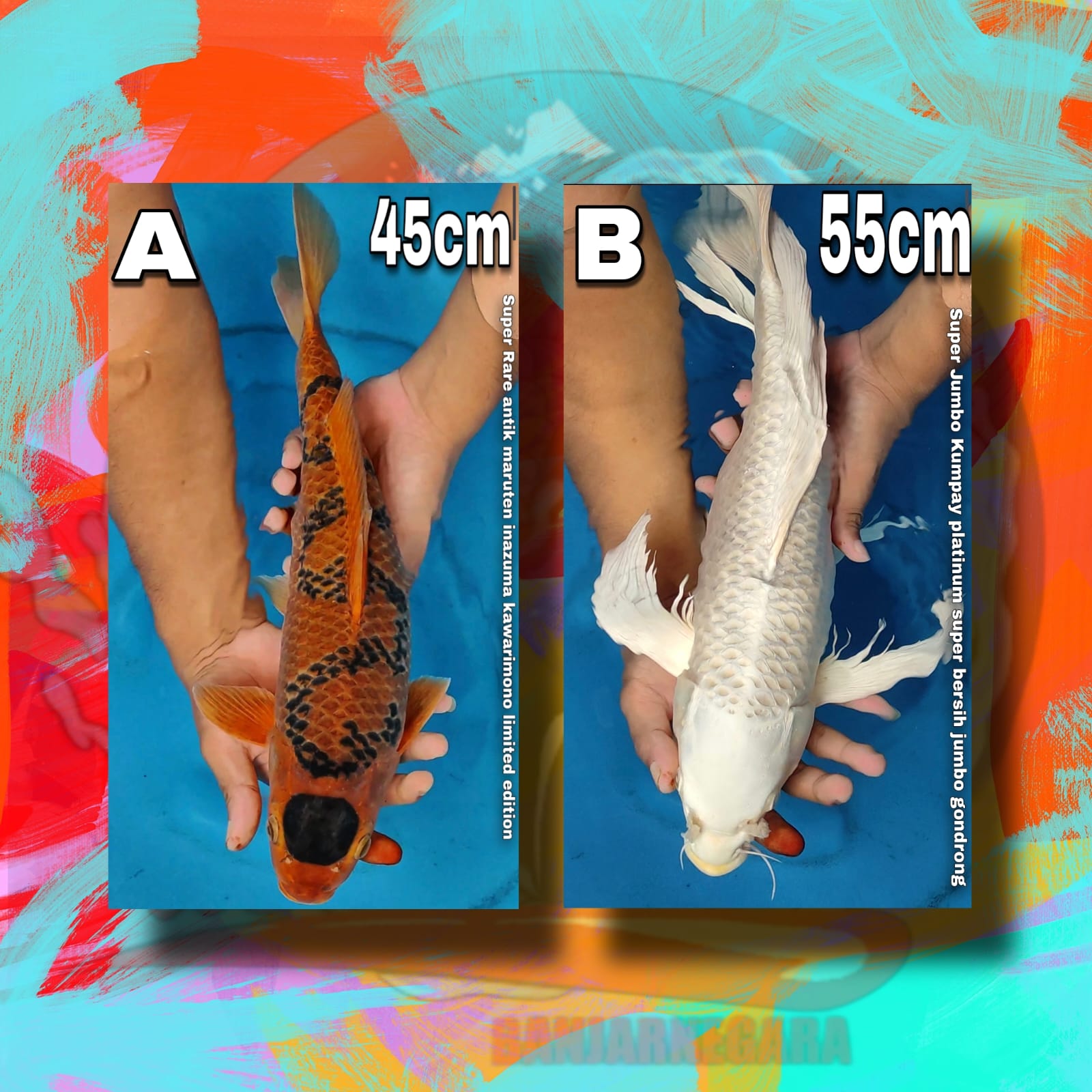 Lelang Koi Online, Jual Beli Ikan Koi, Pasar Koi Terbaik, Agen Lelang Koi, Penawaran Koi Berkualitas, Harga Jual Koi, Lelang Ikan Koi Import, Beli Koi Online, Jual Koi Murah, Koi Showroom, Penjual Koi Terpercaya, Lelang Koi Jakarta, Jual Koi Lokal, Koi Kualitas Unggul, Harga Terbaik Koi, Jual Koi Indukan, Lelang Ikan Hias Koi, Pasar Koi Indonesia, Beli Koi Berkualitas Tinggi, Koi Farm Terbesar, Jual Beli Koi Impor, Lelang Ikan Koi Kualitas Premium, Daftar Harga Koi Terbaru, Pusat Jual Beli Koi, Info Lelang Koi Hari Ini.