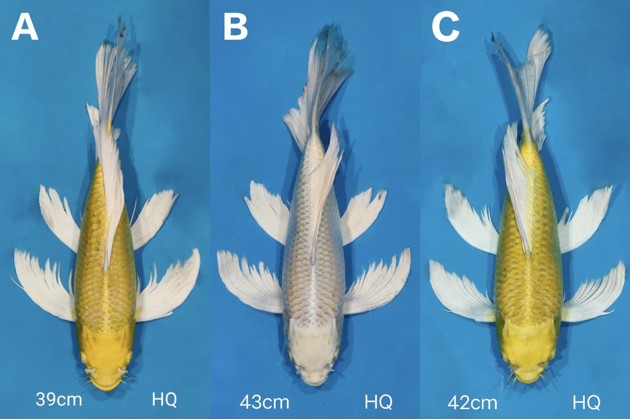 Lelang Koi Online, Jual Beli Ikan Koi, Pasar Koi Terbaik, Agen Lelang Koi, Penawaran Koi Berkualitas, Harga Jual Koi, Lelang Ikan Koi Import, Beli Koi Online, Jual Koi Murah, Koi Showroom, Penjual Koi Terpercaya, Lelang Koi Jakarta, Jual Koi Lokal, Koi Kualitas Unggul, Harga Terbaik Koi, Jual Koi Indukan, Lelang Ikan Hias Koi, Pasar Koi Indonesia, Beli Koi Berkualitas Tinggi, Koi Farm Terbesar, Jual Beli Koi Impor, Lelang Ikan Koi Kualitas Premium, Daftar Harga Koi Terbaru, Pusat Jual Beli Koi, Info Lelang Koi Hari Ini.